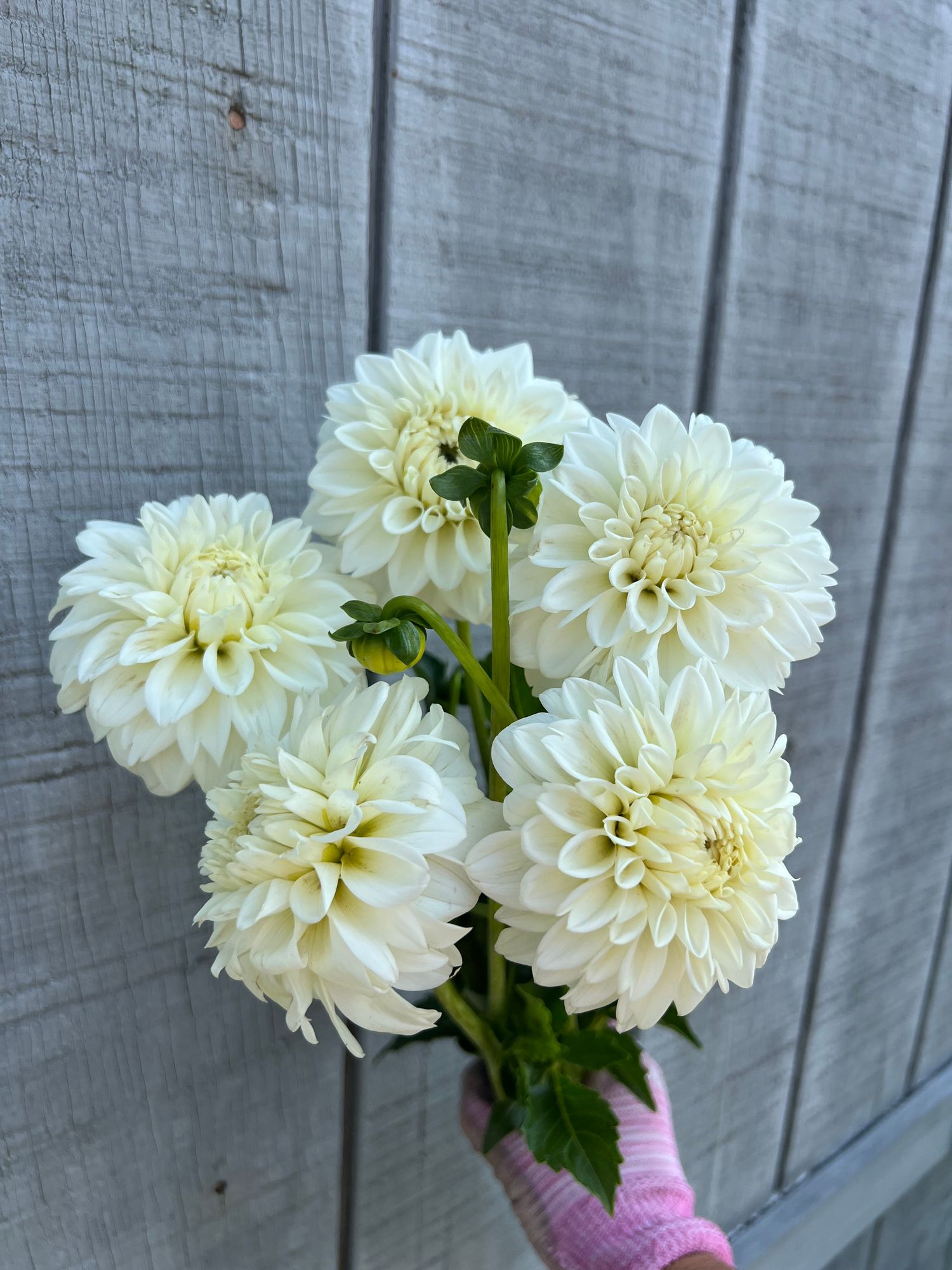 DAHLIA Blizzard