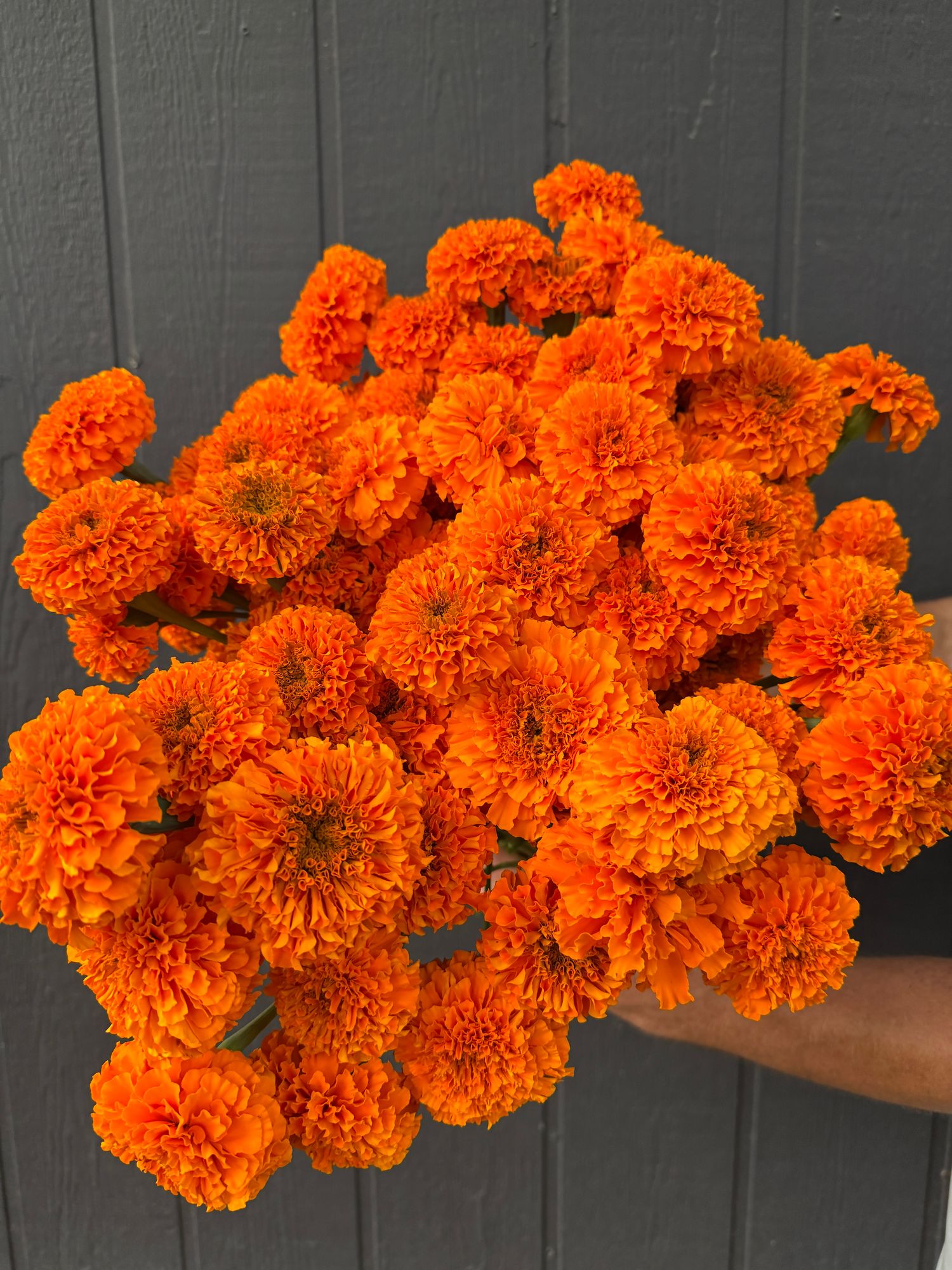 TAGETES erecta Chedi Orange