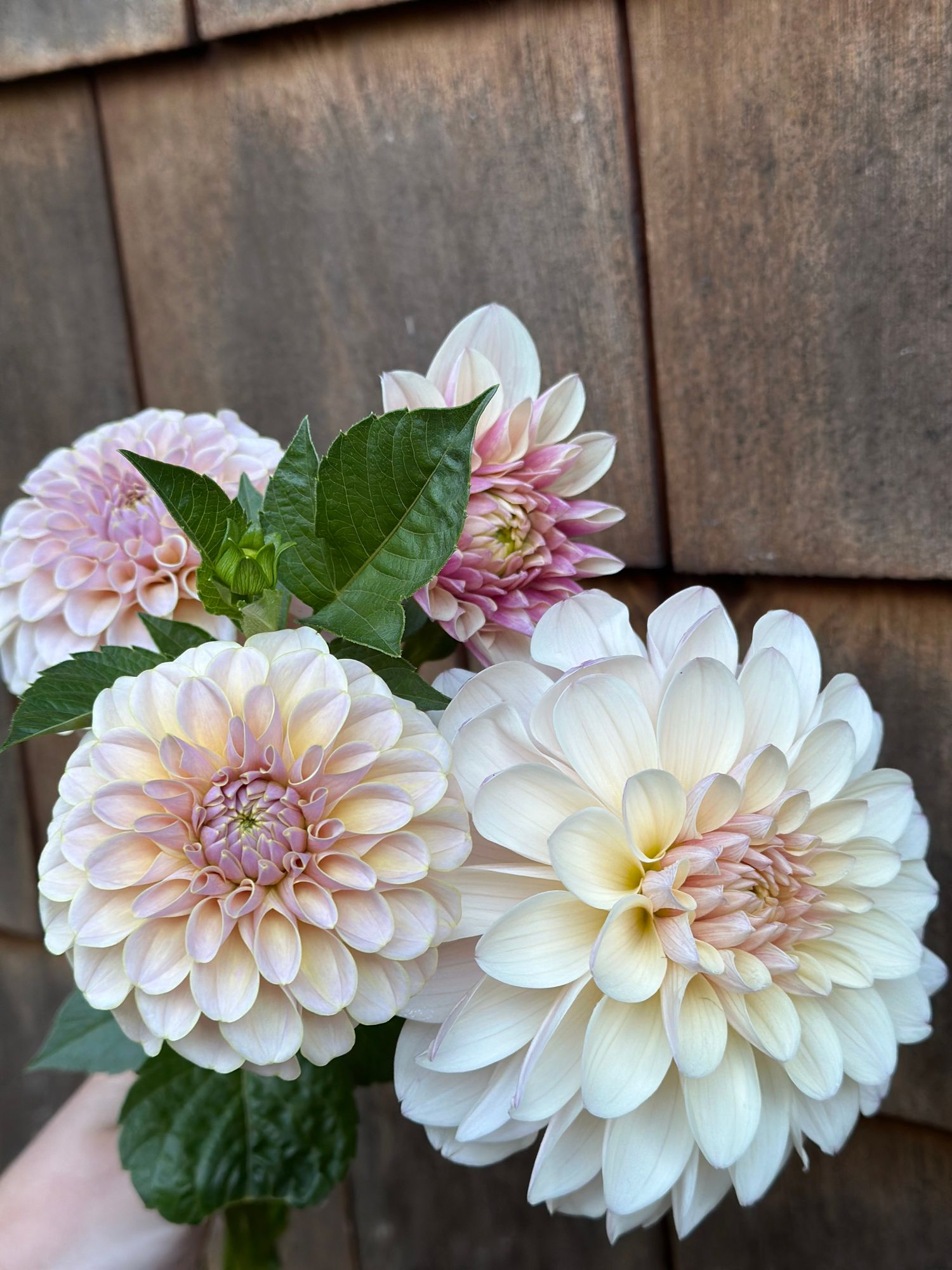 DAHLIA