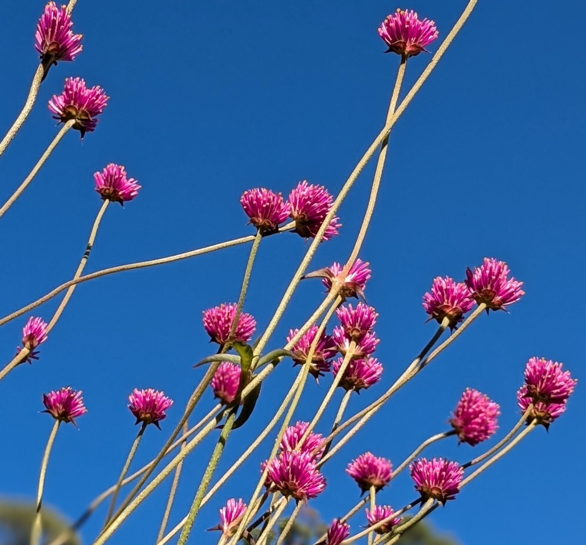GOMPHRENA globosa Firework