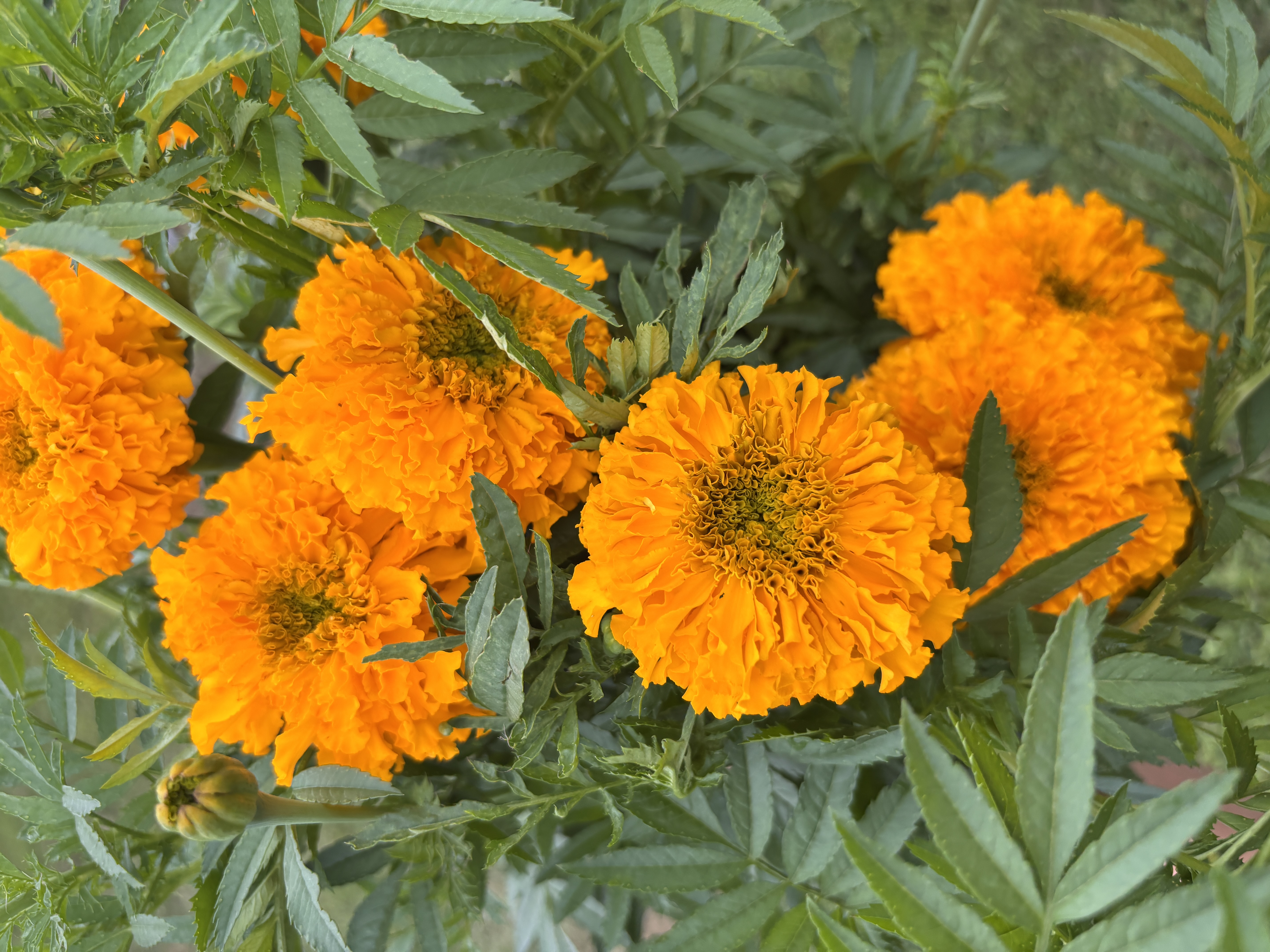 TAGETES erecta Coco Gold