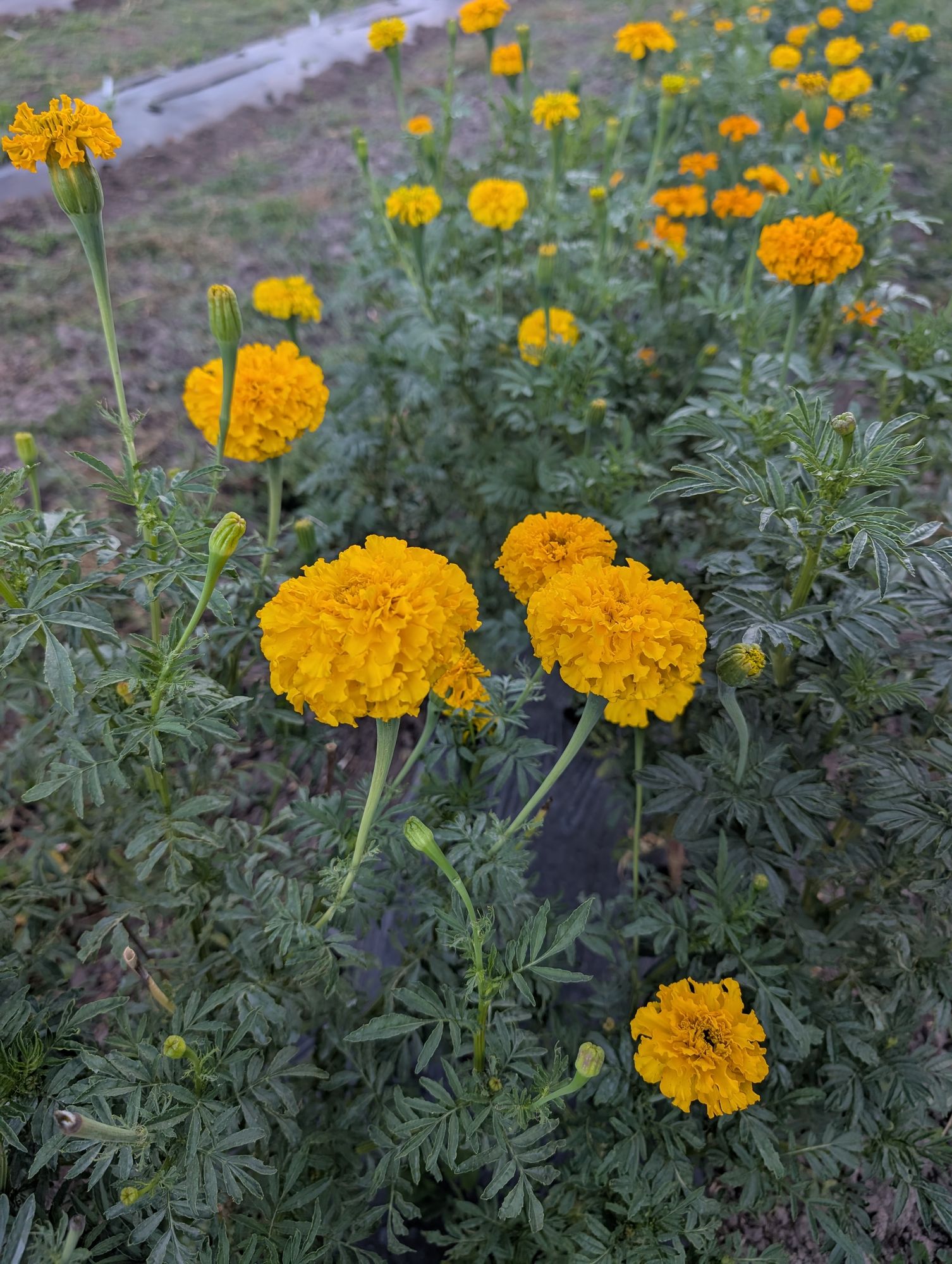 TAGETES erecta
