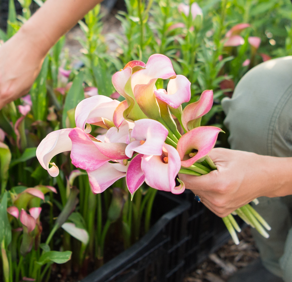 ZANTEDESCHIA x