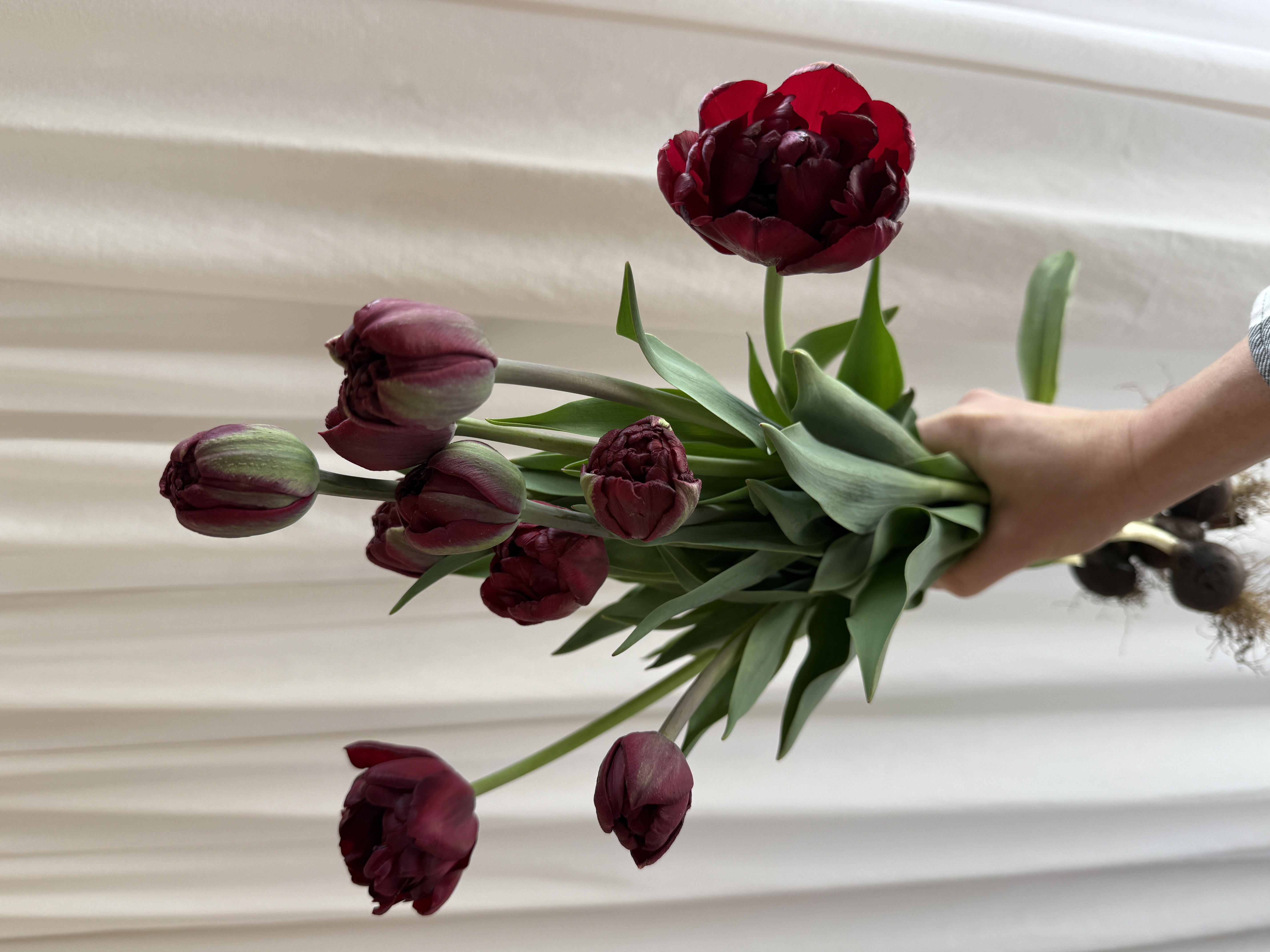 TULIPA Palmyra