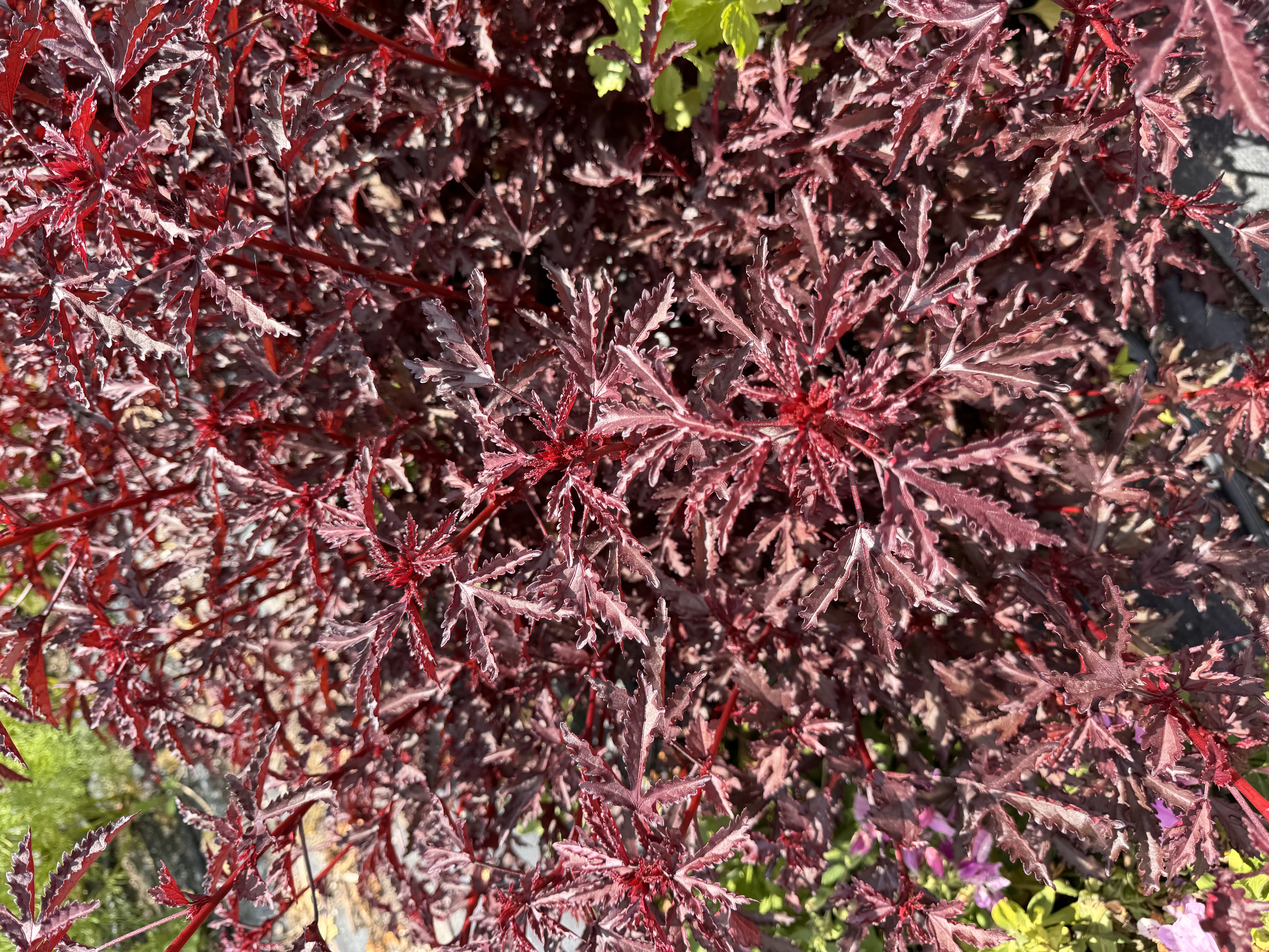 HIBISCUS acetosella