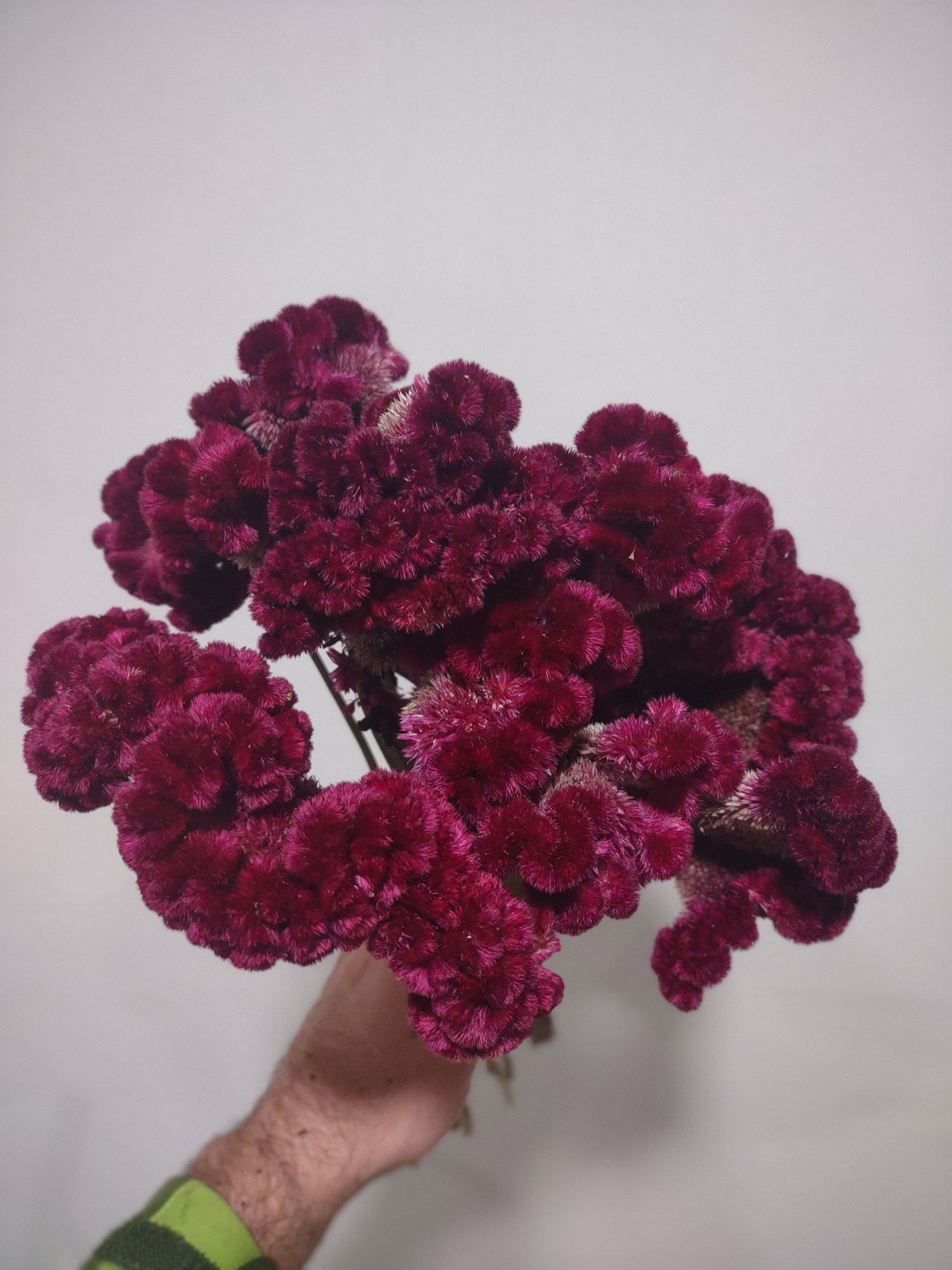 CELOSIA argentea var. cristata Cramer's Burgundy
