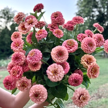 ZINNIA elegans Oklahoma Series