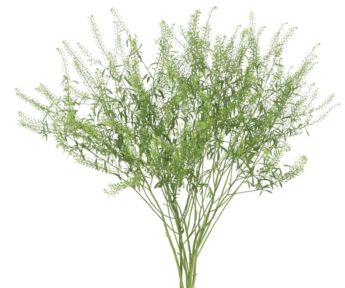 LEPIDIUM spp. Green Dragon