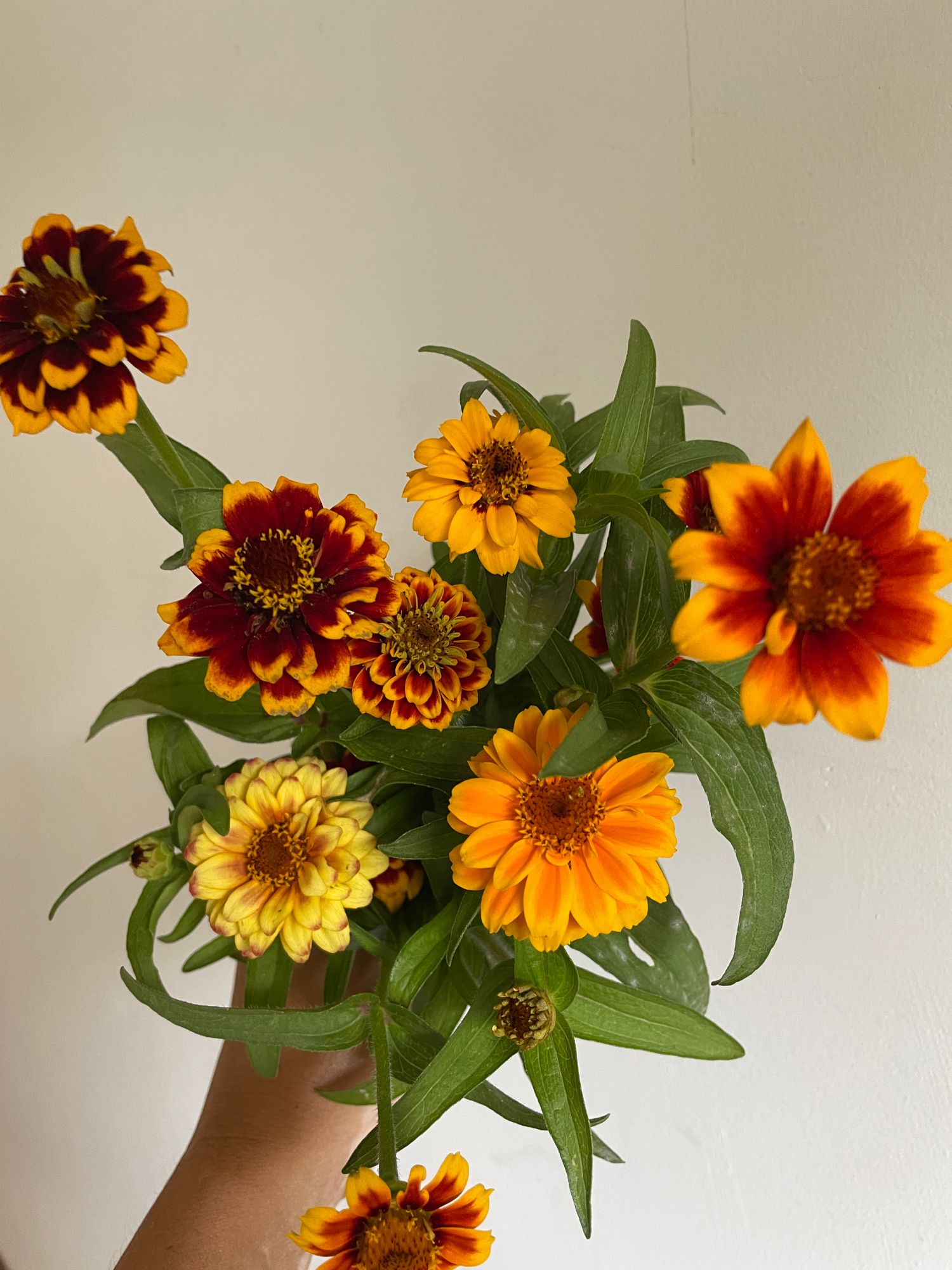 ZINNIA haageana Jazzy Mix