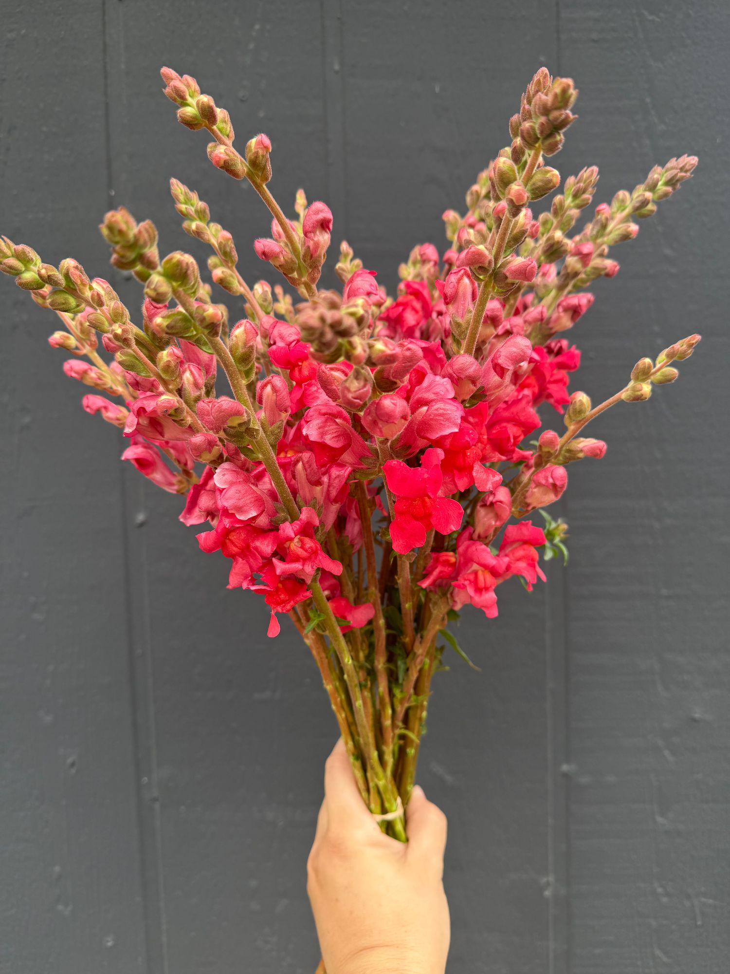 ANTIRRHINUM majus Maryland Flamingo