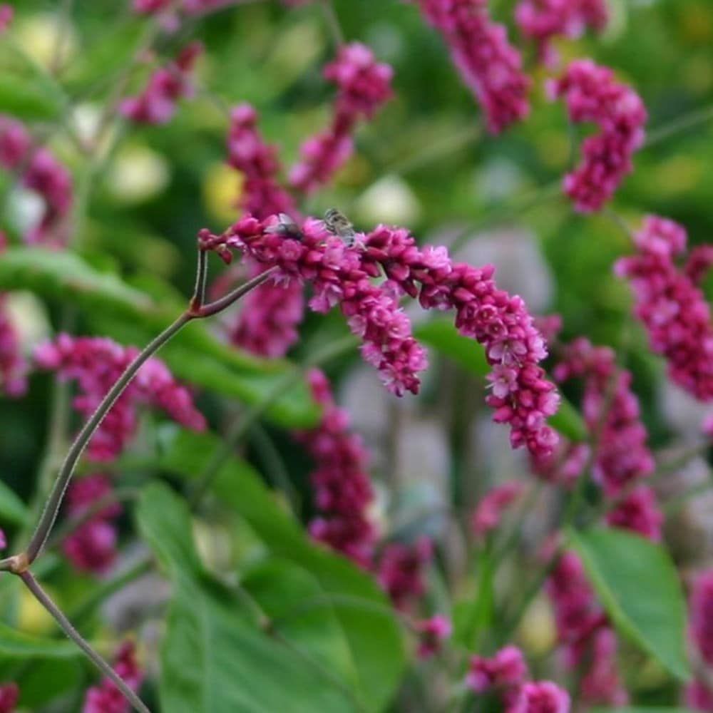 POLYGONUM pensylvanicum