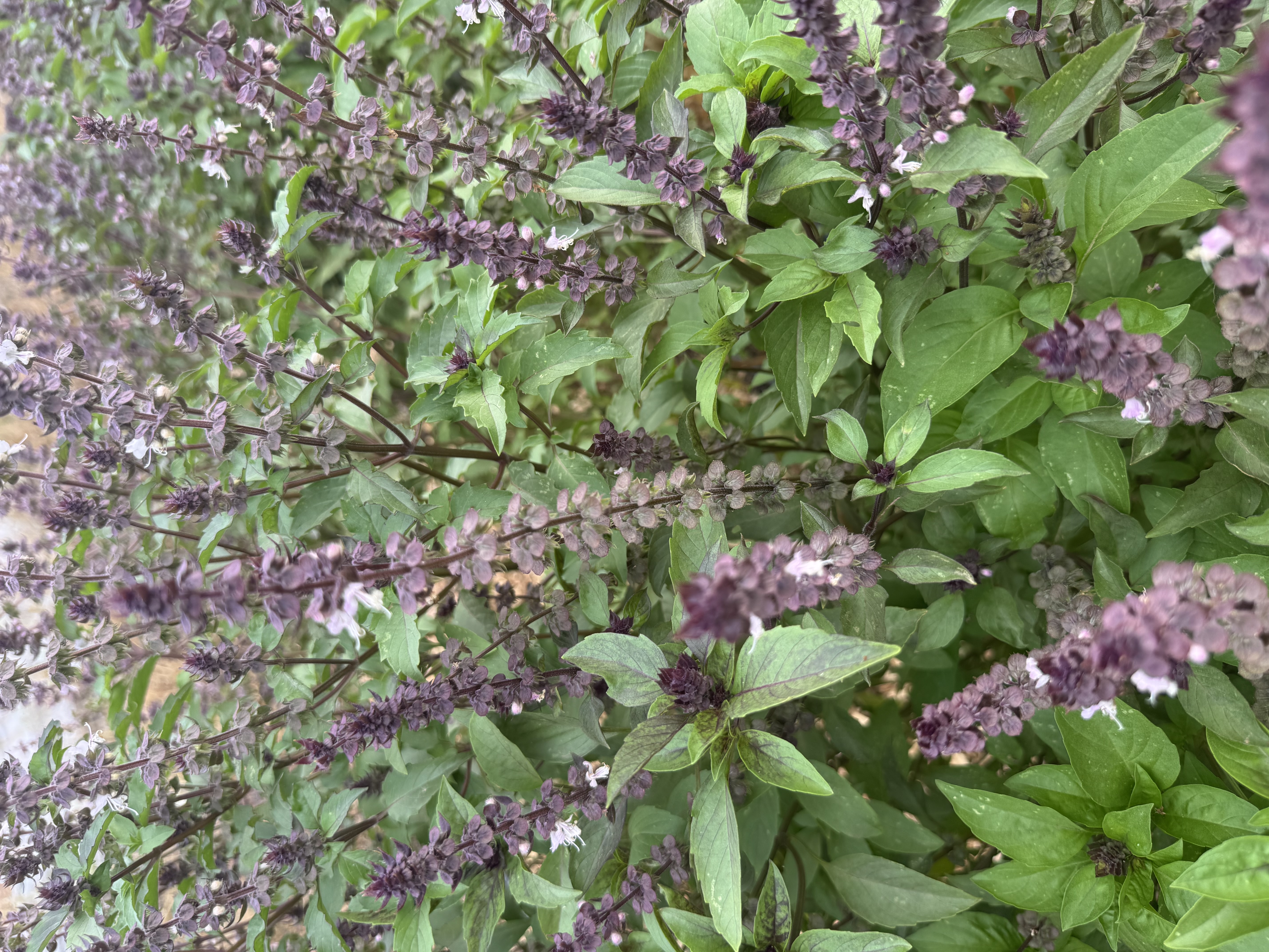OCIMUM tenuiflorum Thai Holy Kaprao