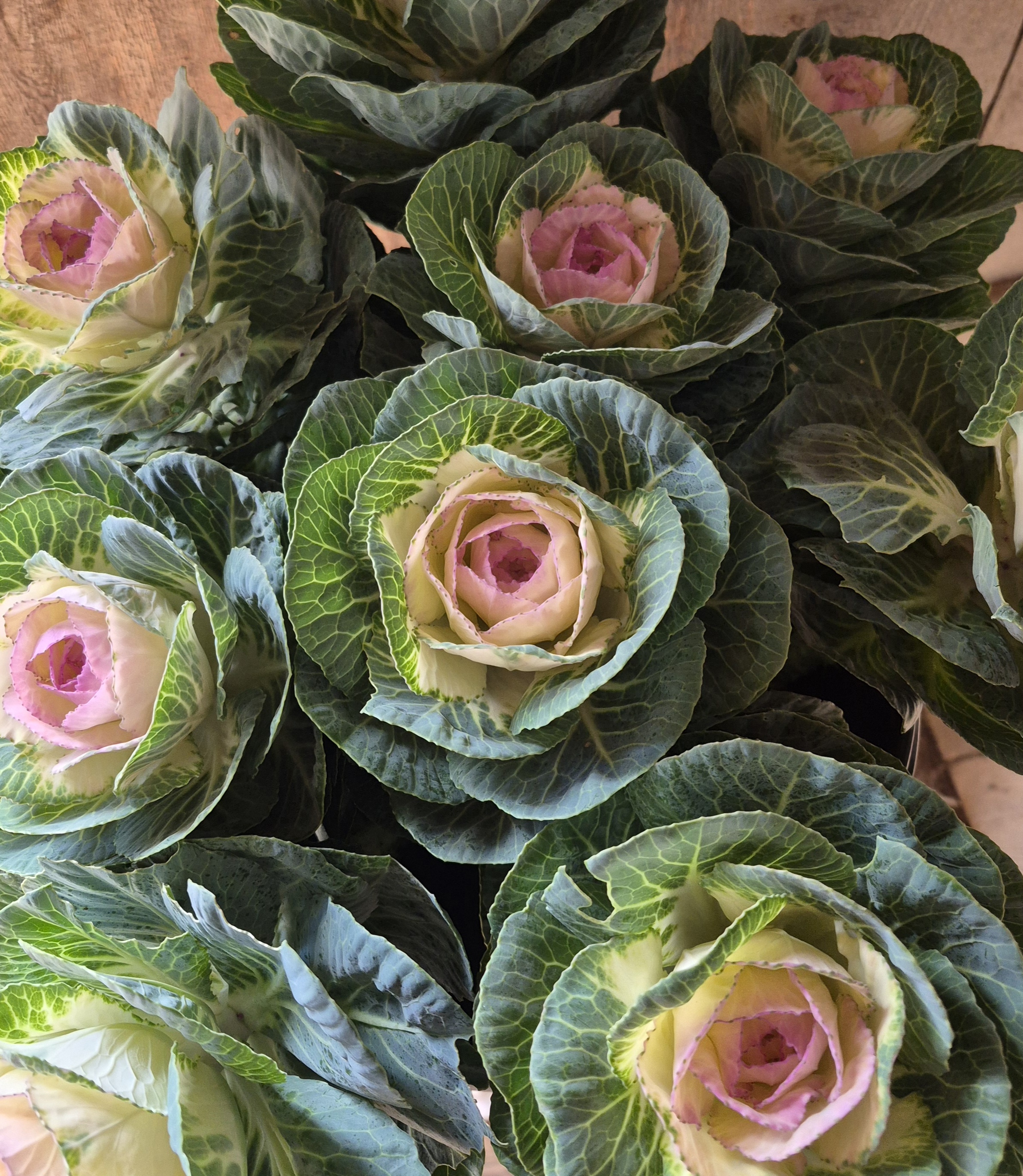 BRASSICA oleracea