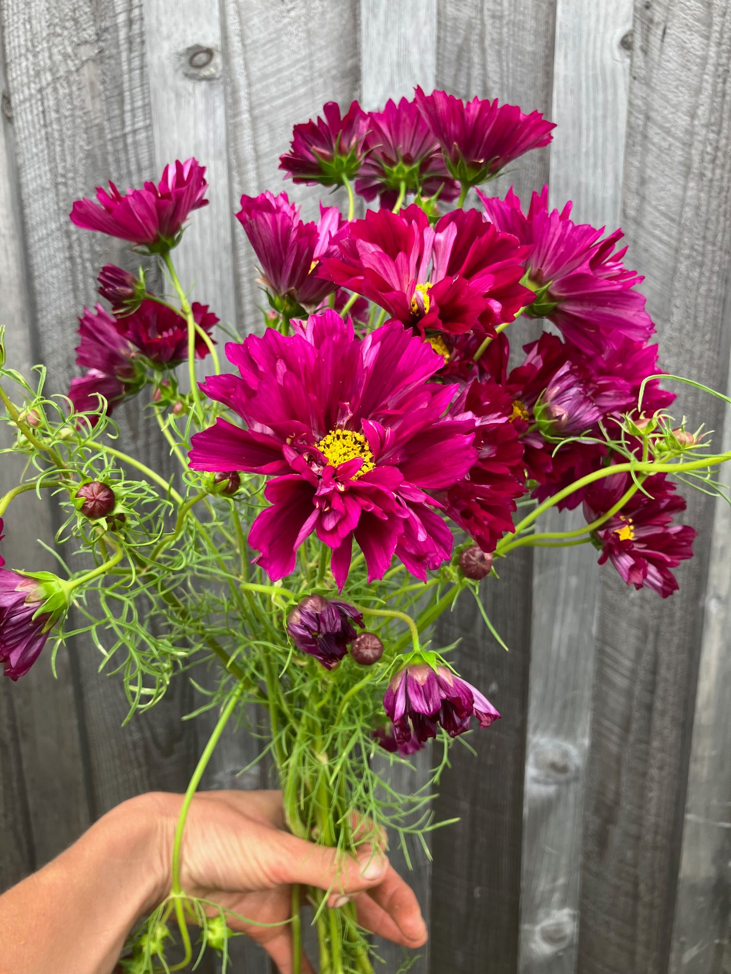 COSMOS bipinnatus Double Click