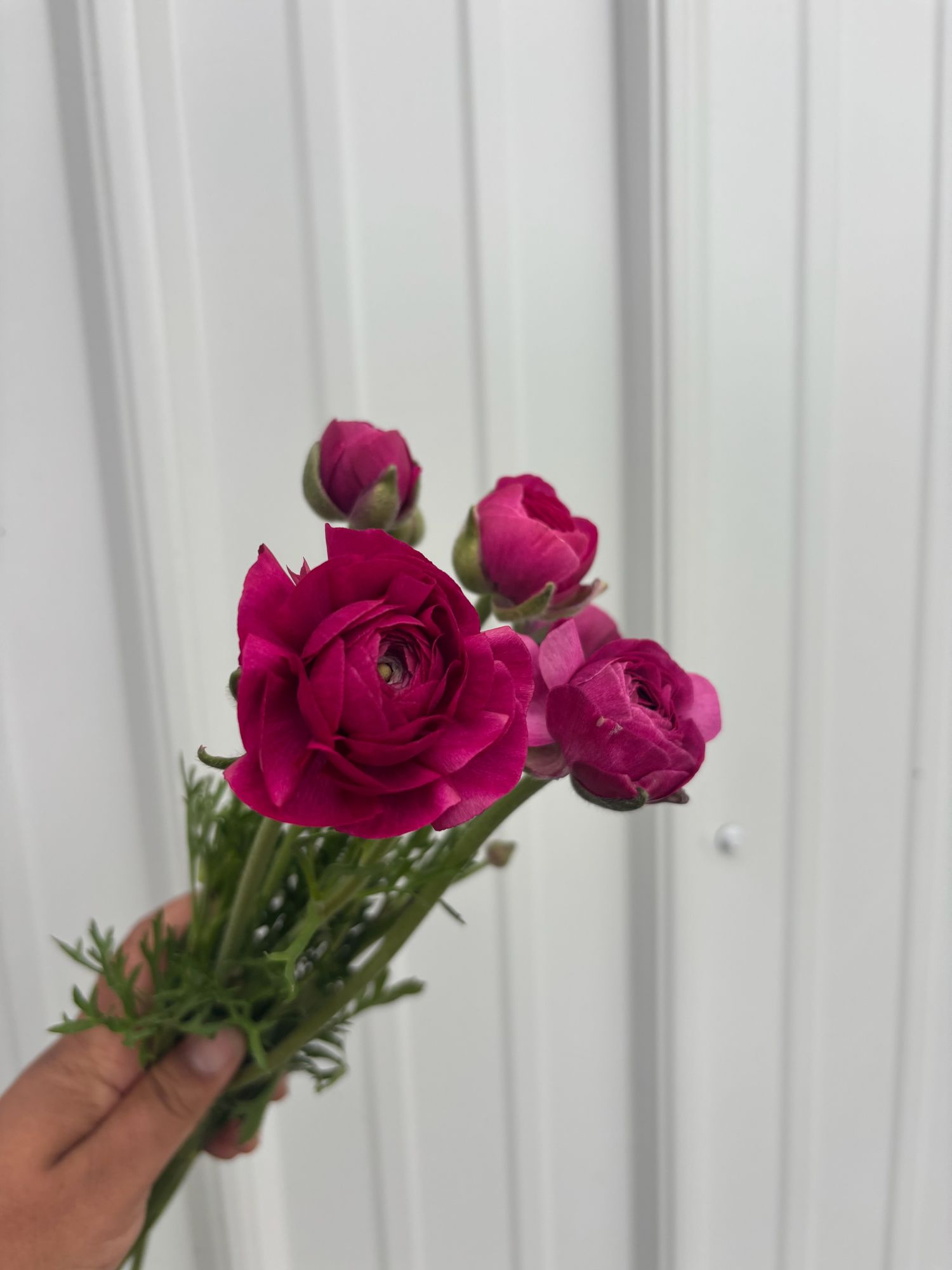RANUNCULUS Amandine Violet