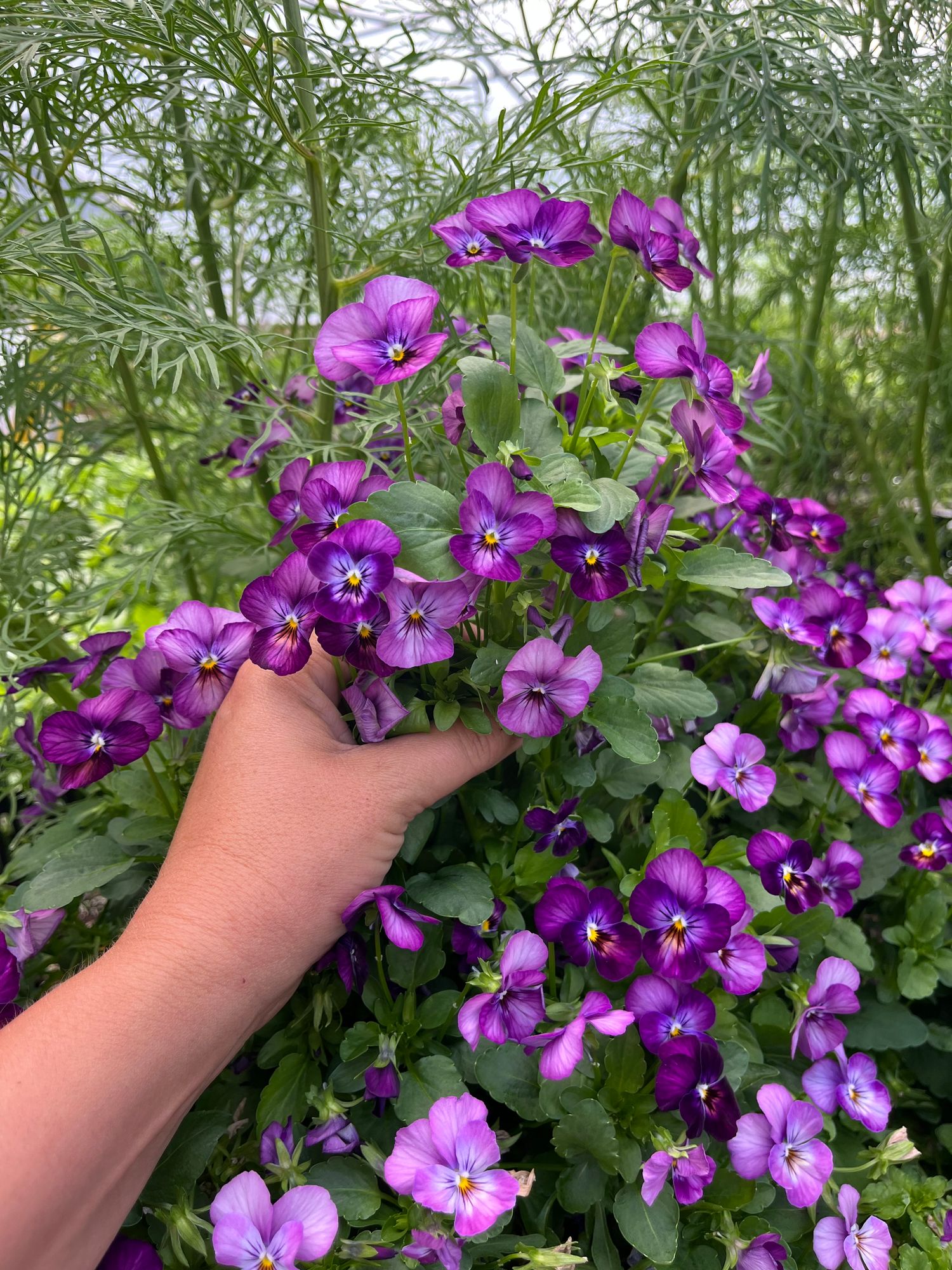 VIOLA cornuta Floral Power Plum Antique
