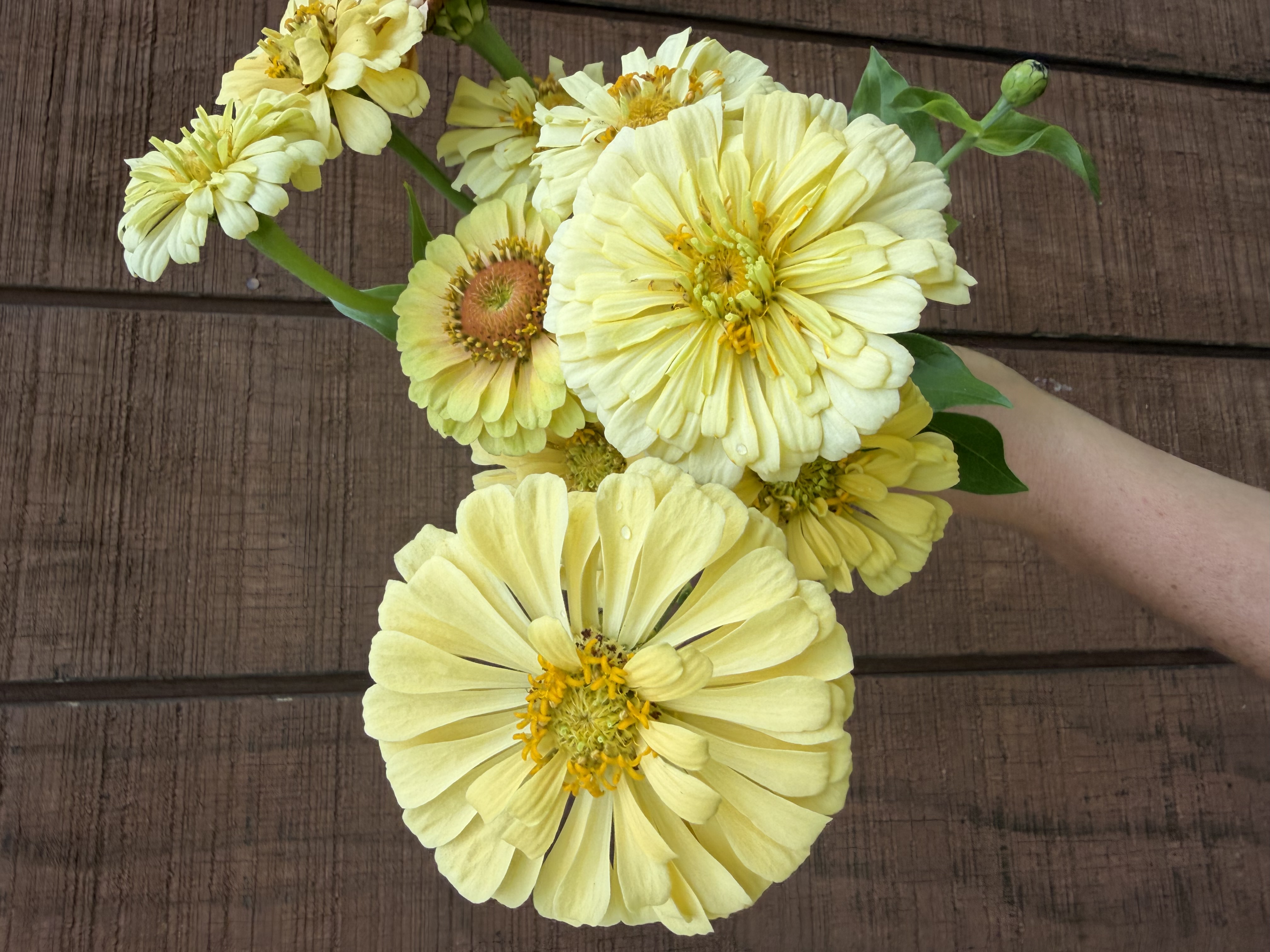 ZINNIA elegans Giant Dahlia Creamy Yellow