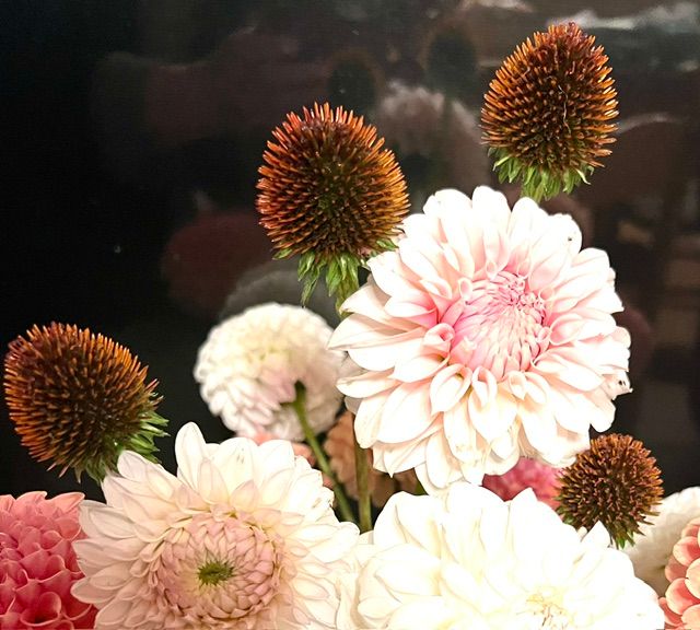 ECHINACEA angustifolia