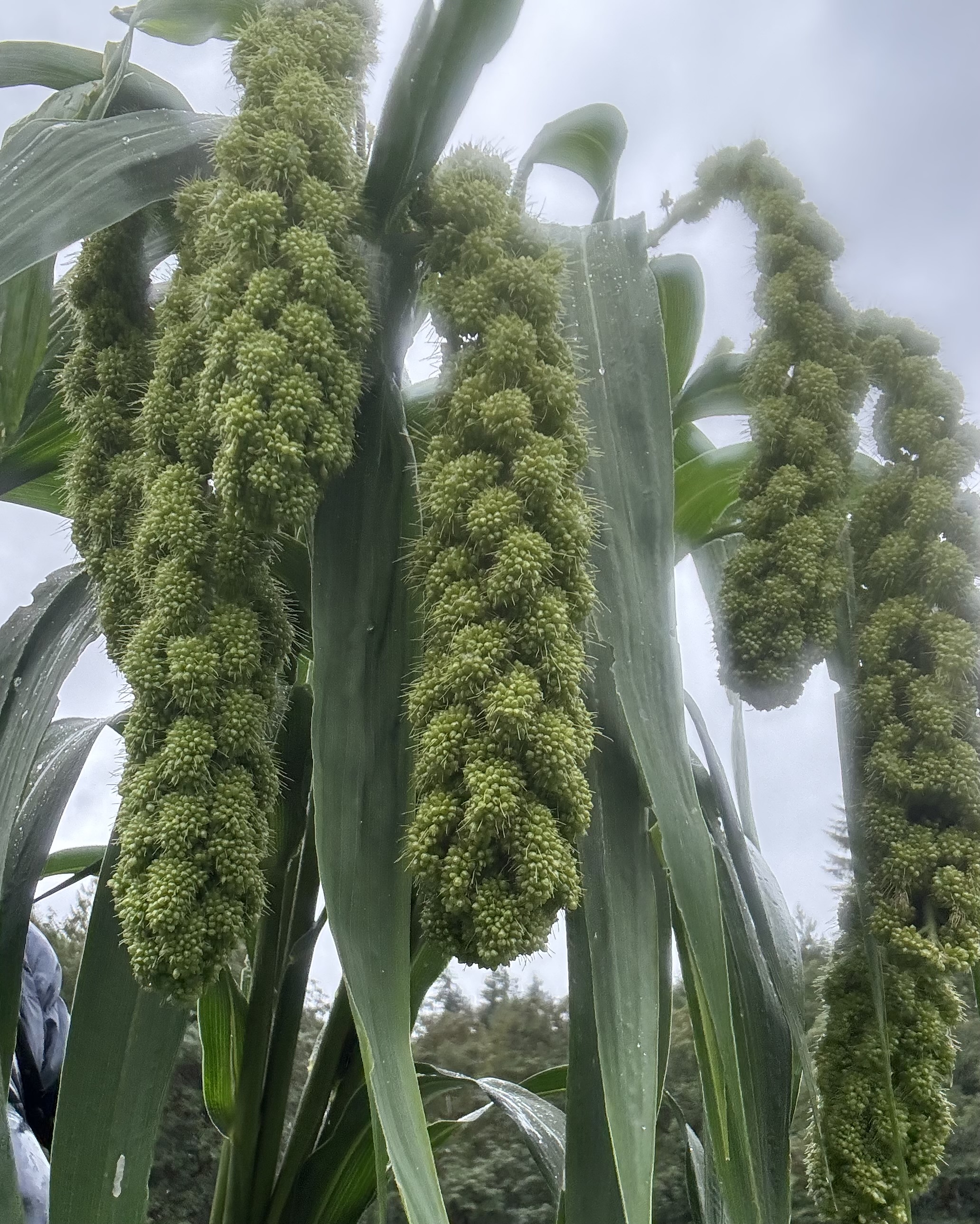 SETARIA italica Lime Light Spray Millet