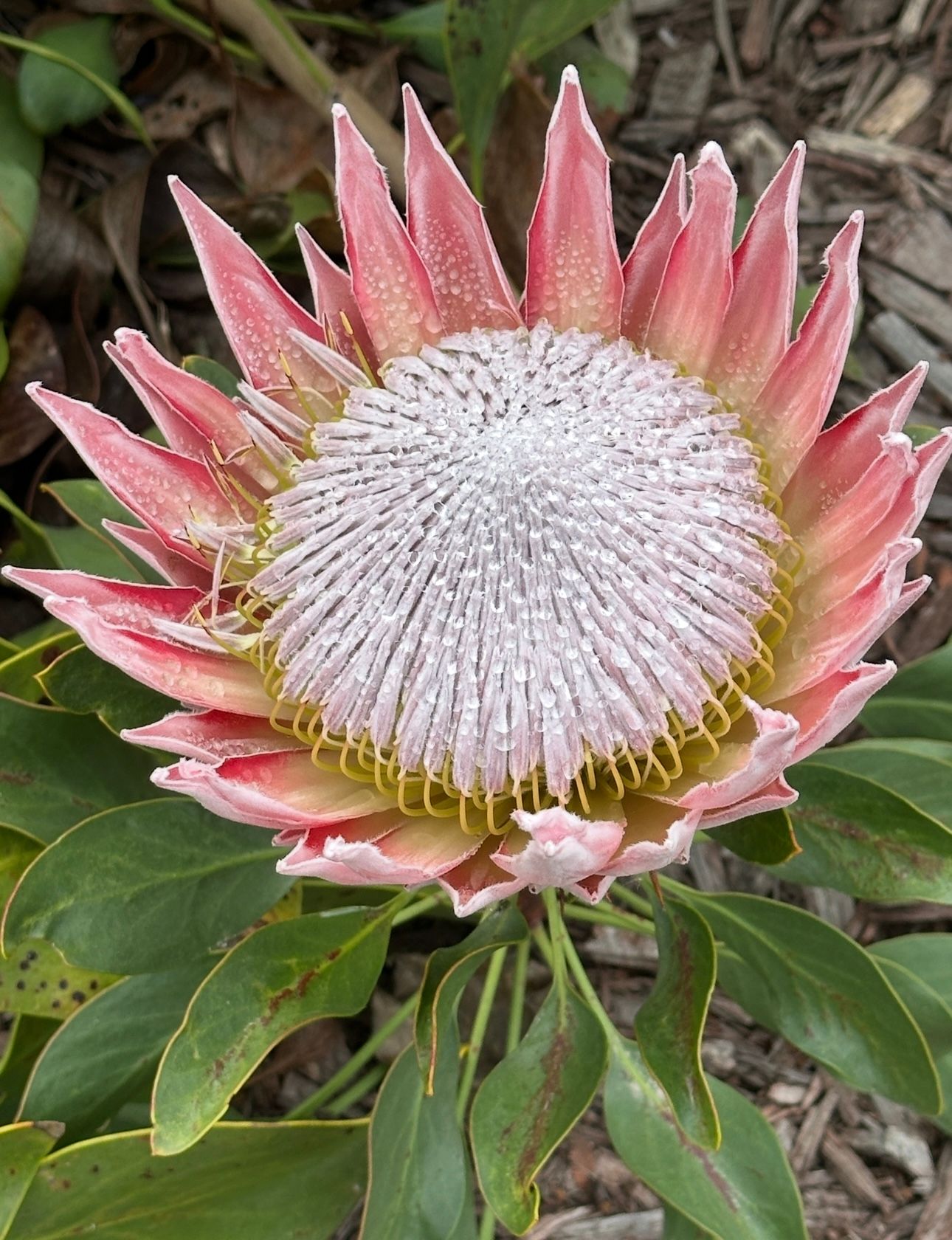 Pink King Protea