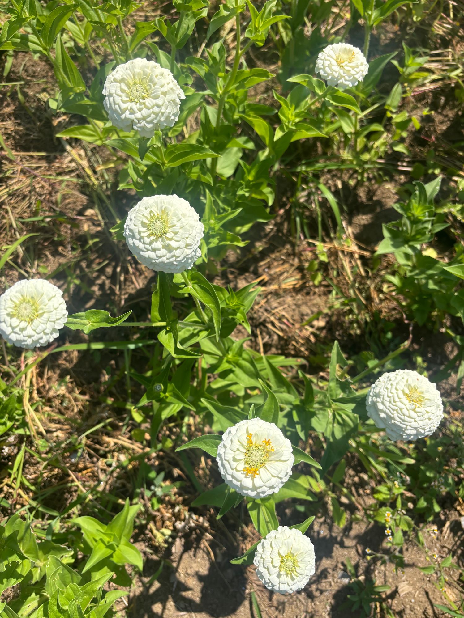 ZINNIA elegans Oklahoma White