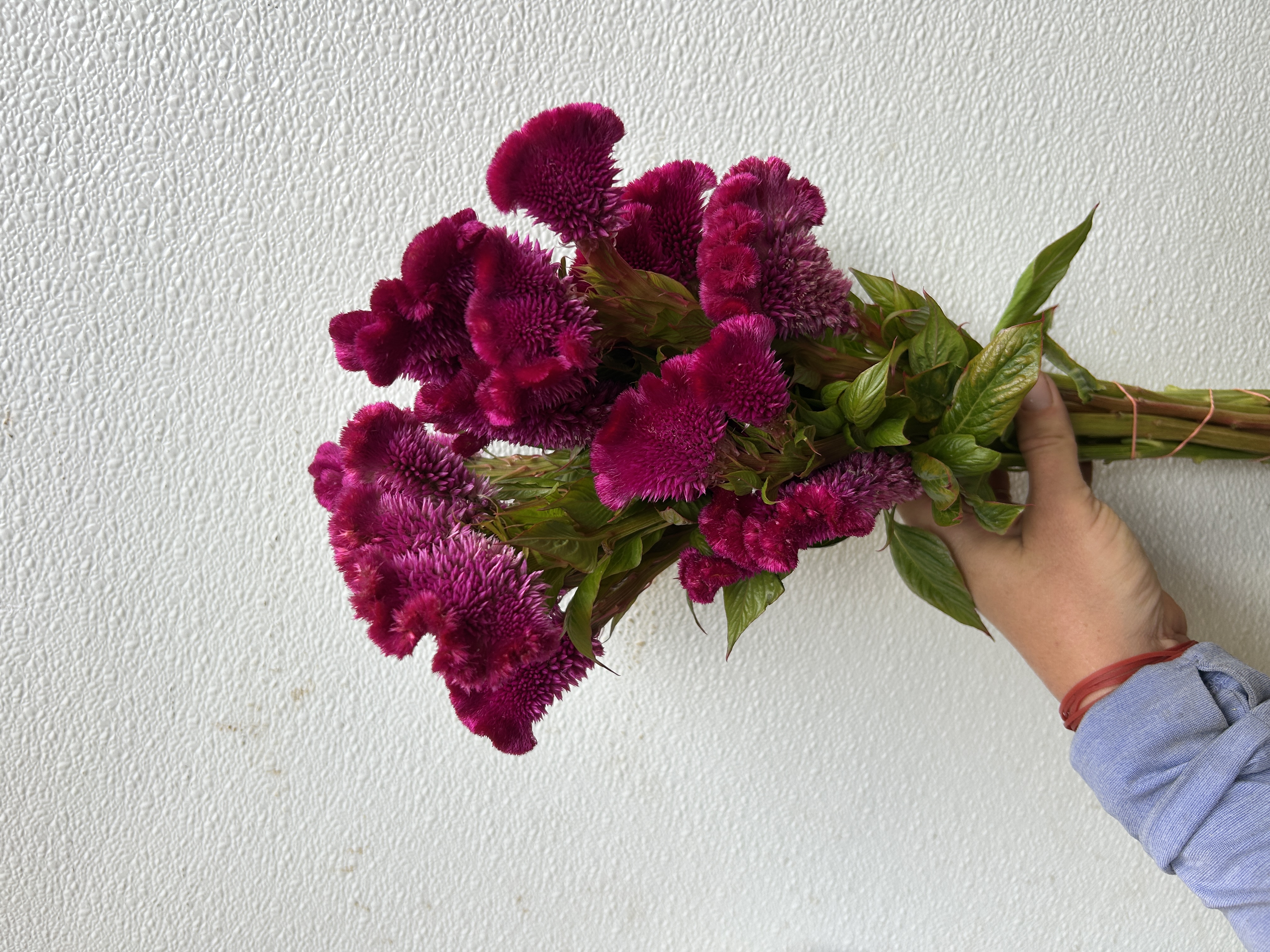CELOSIA argentea var. cristata Cramer's Rose
