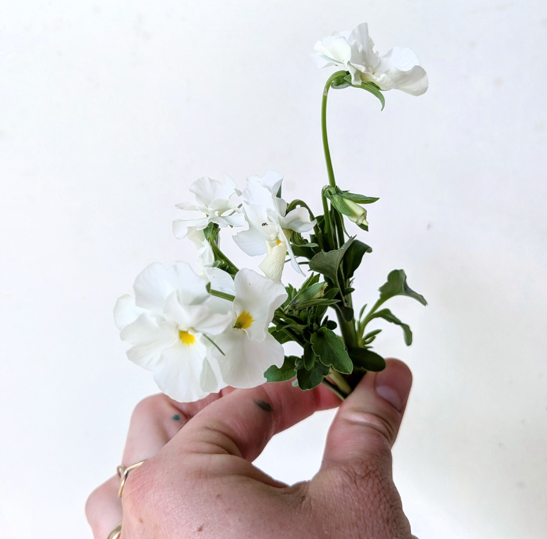 VIOLA