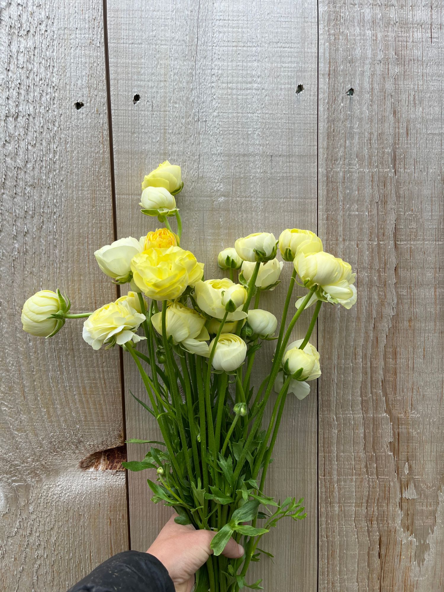 RANUNCULUS Amandine Cream