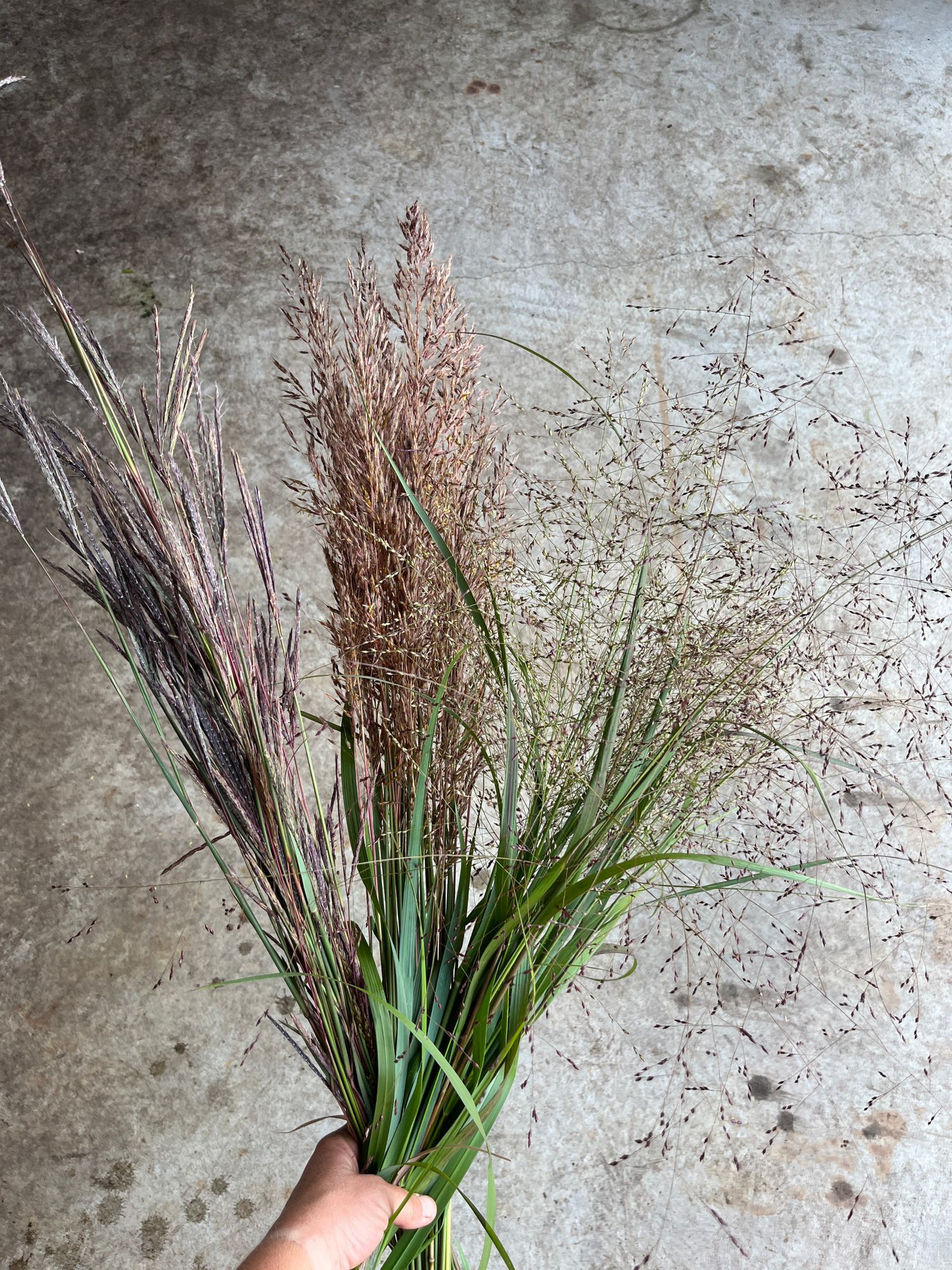 ORNAMENTAL GRASS