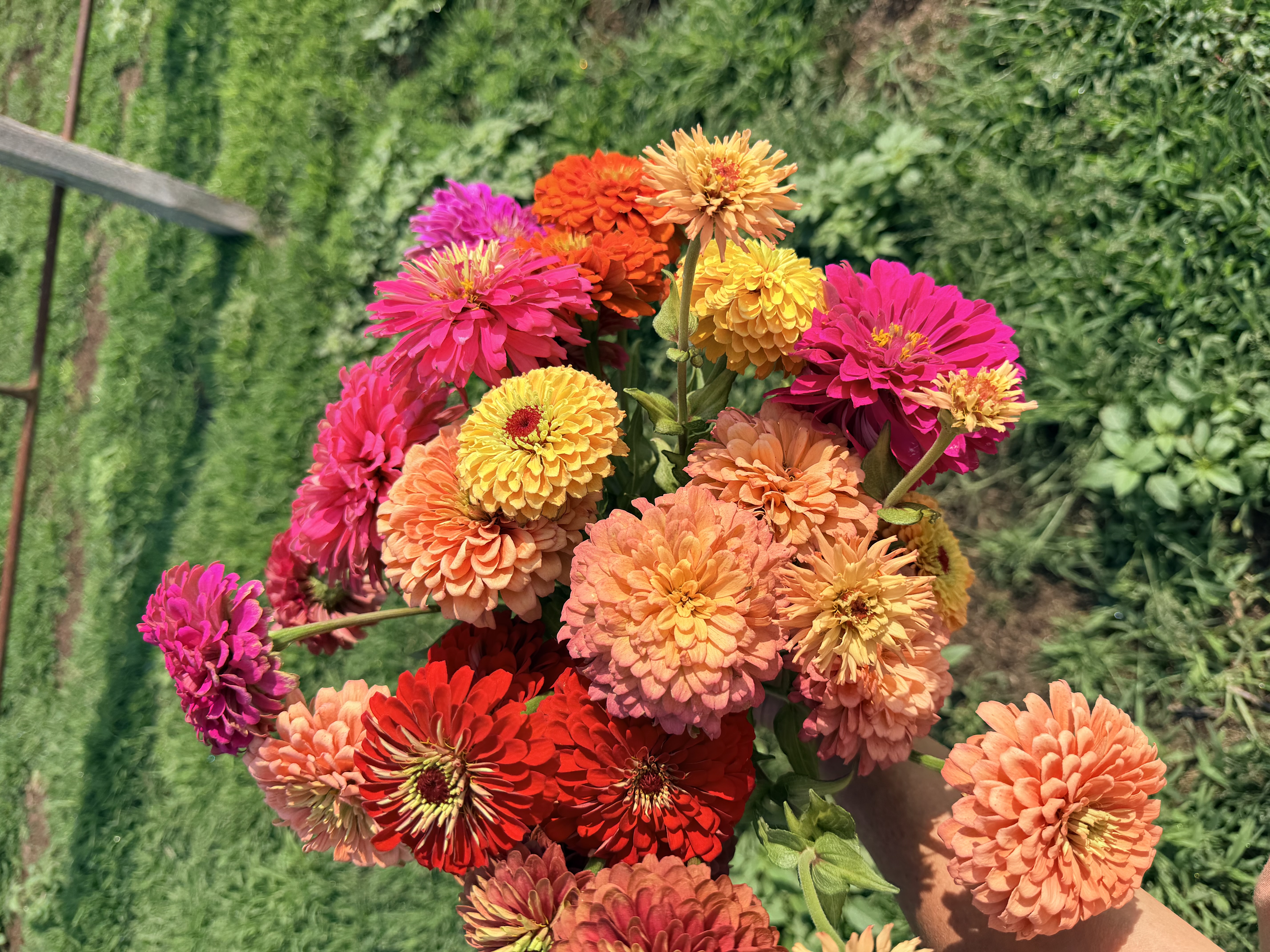 ZINNIA