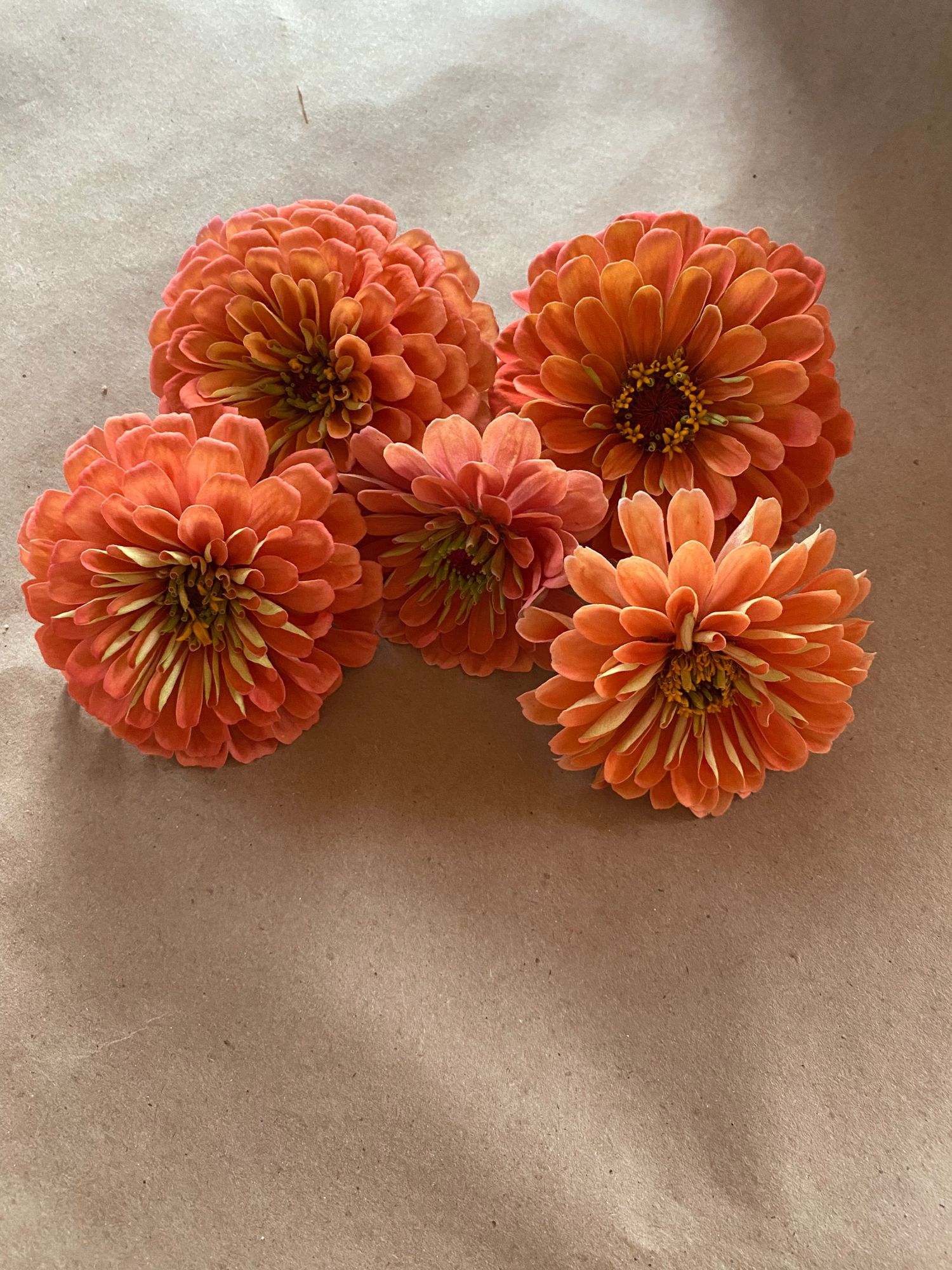 ZINNIA elegans Burpeeana Giant
