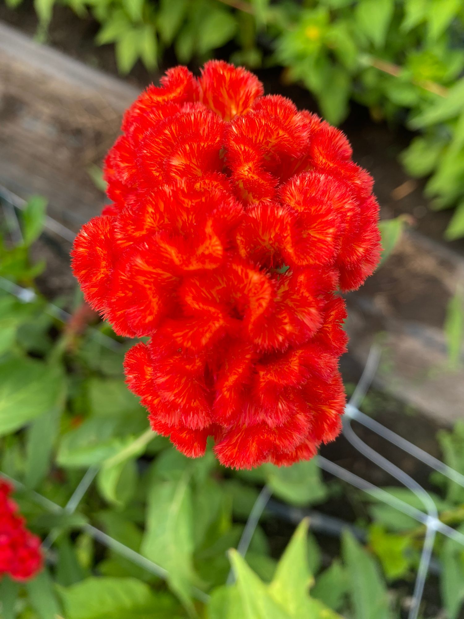 CELOSIA argentea var. cristata Chief Fire
