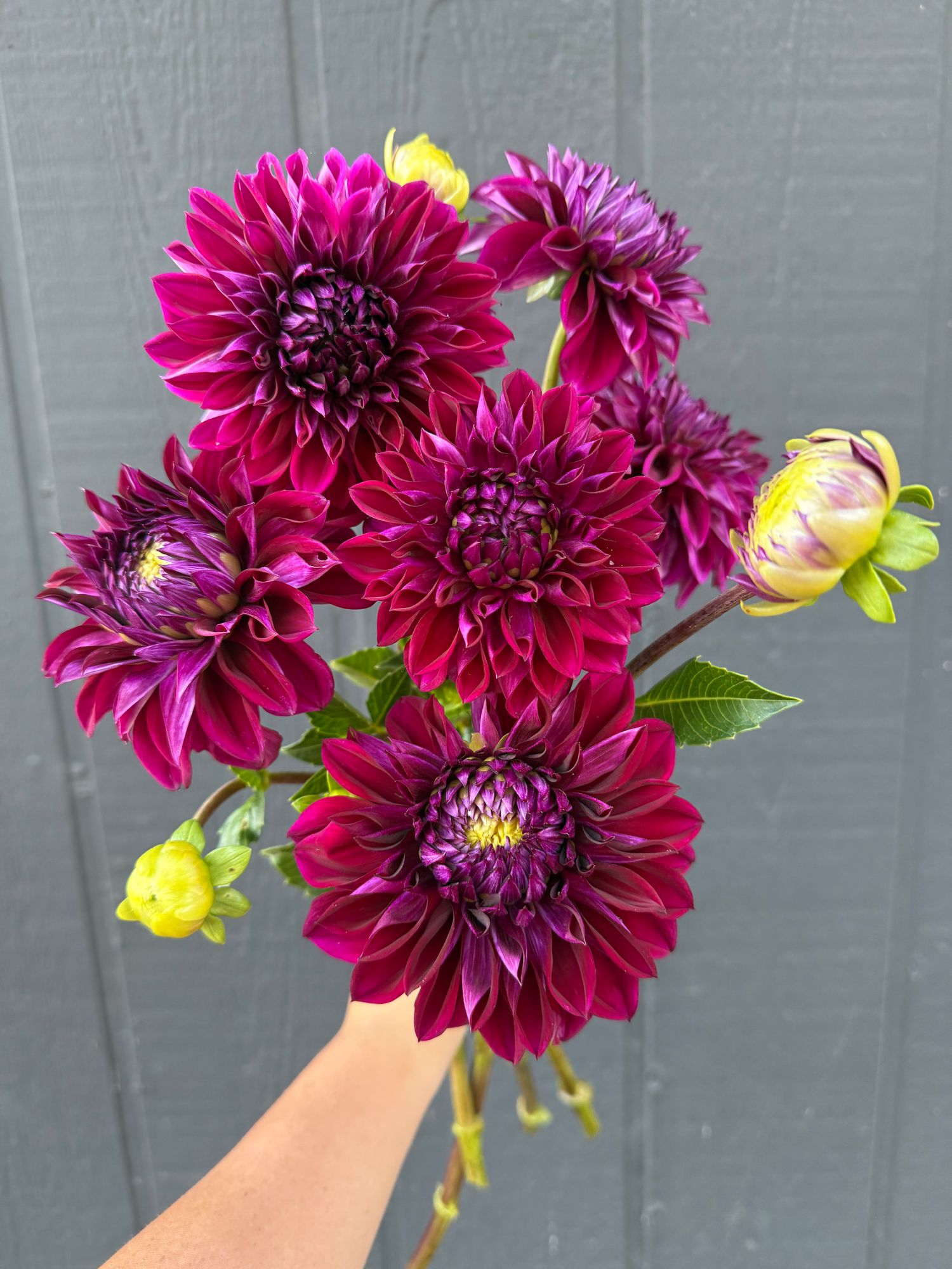 DAHLIA Diva