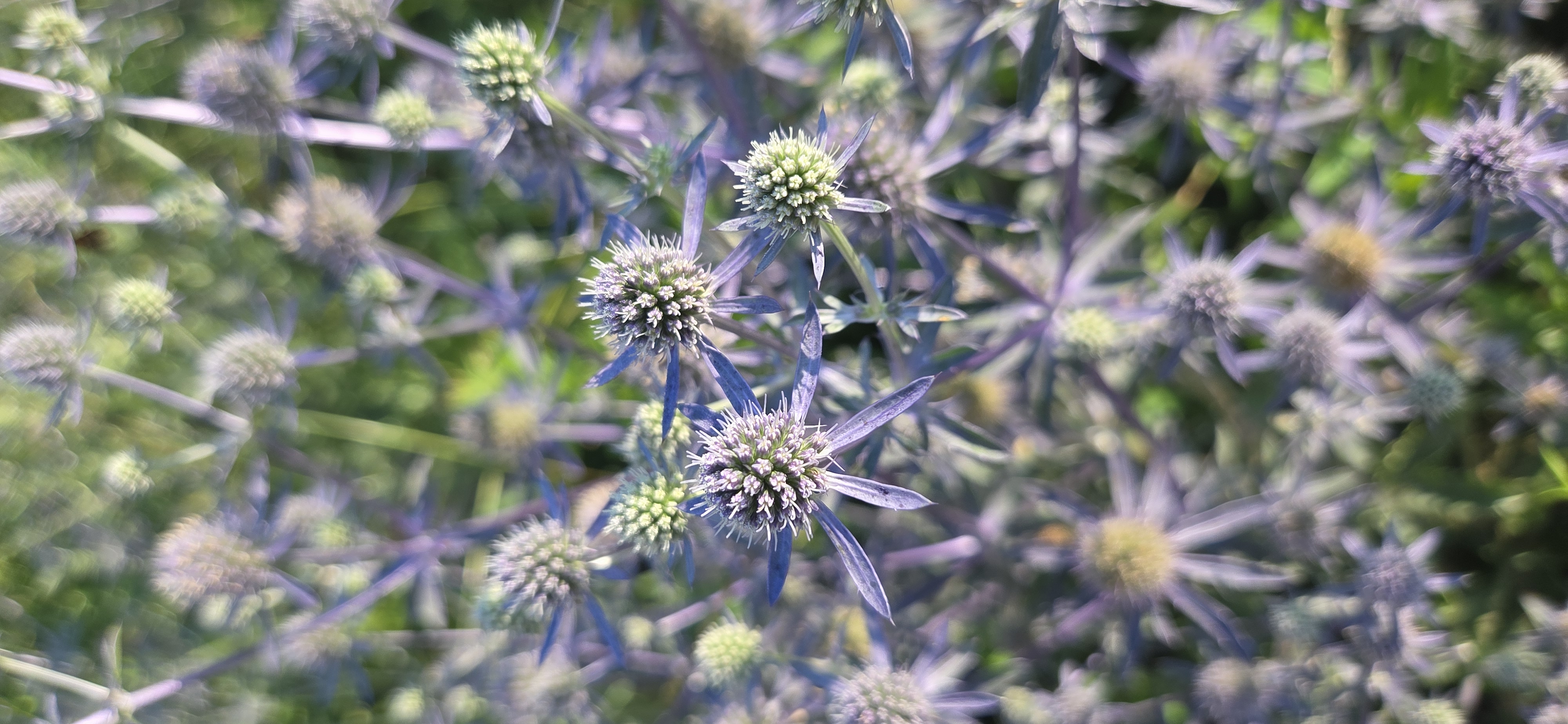 ERYNGIUM planum Blue Glitter