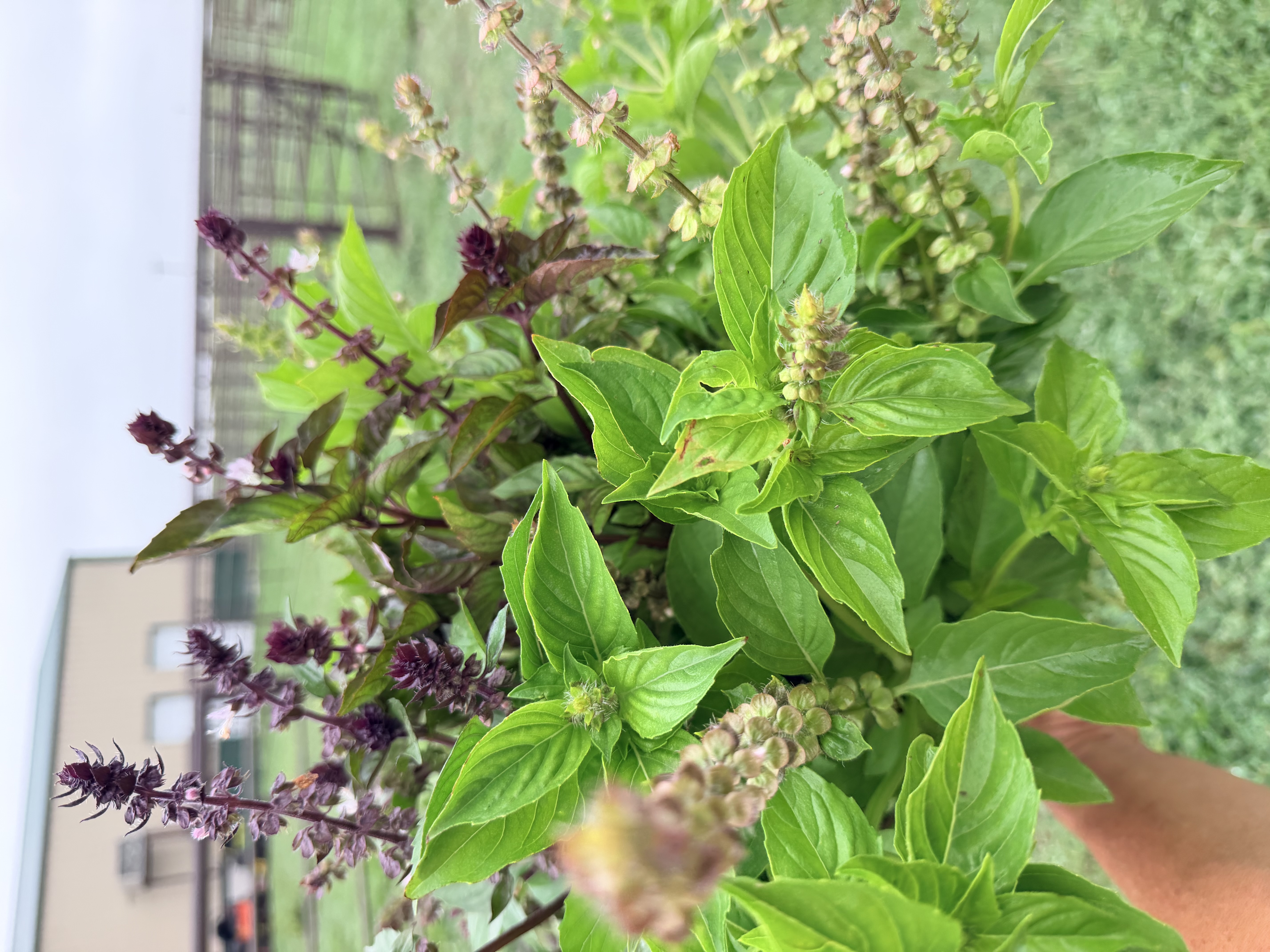 OCIMUM basilicum