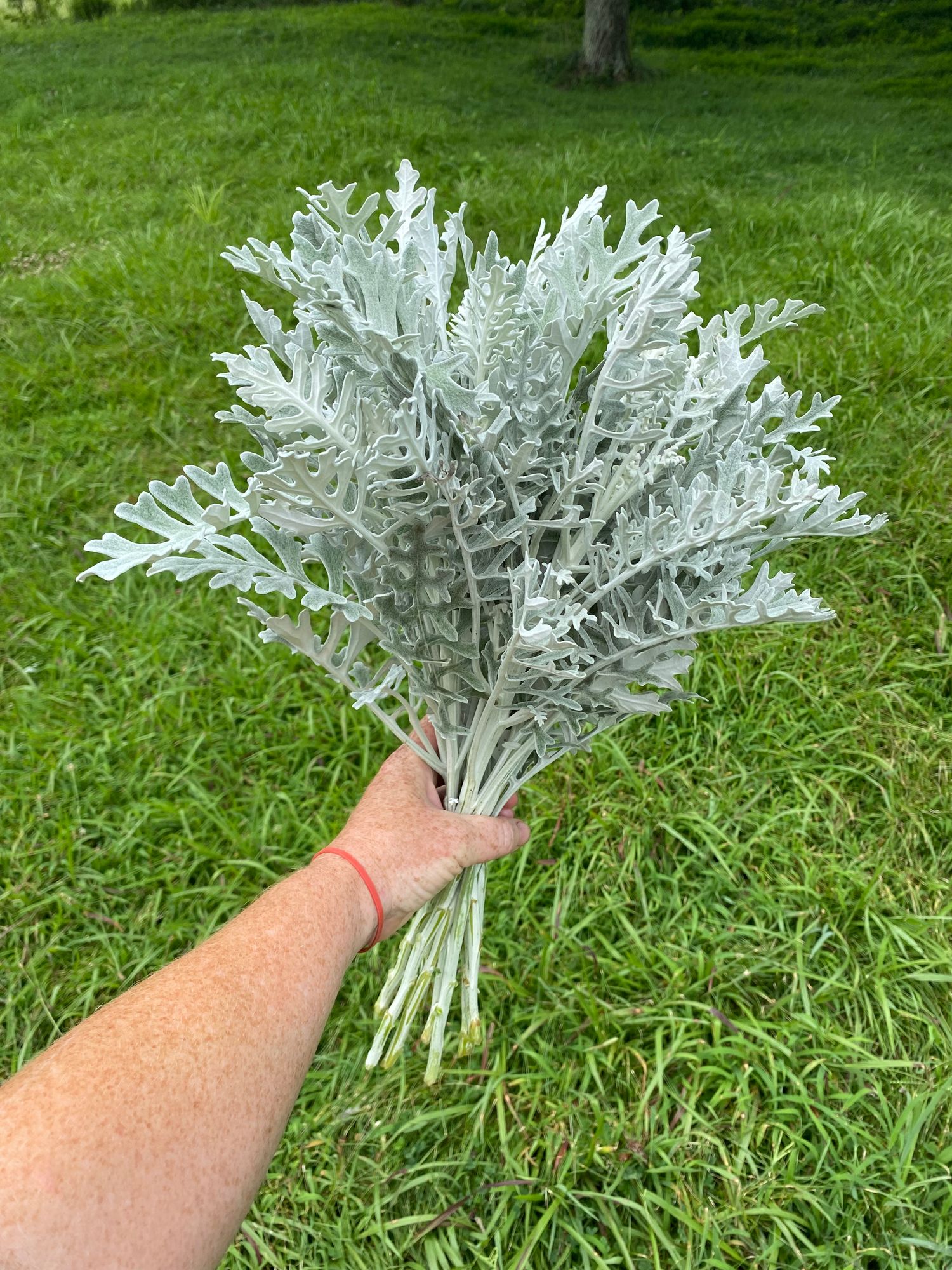 SENECIO cineraria Candicans