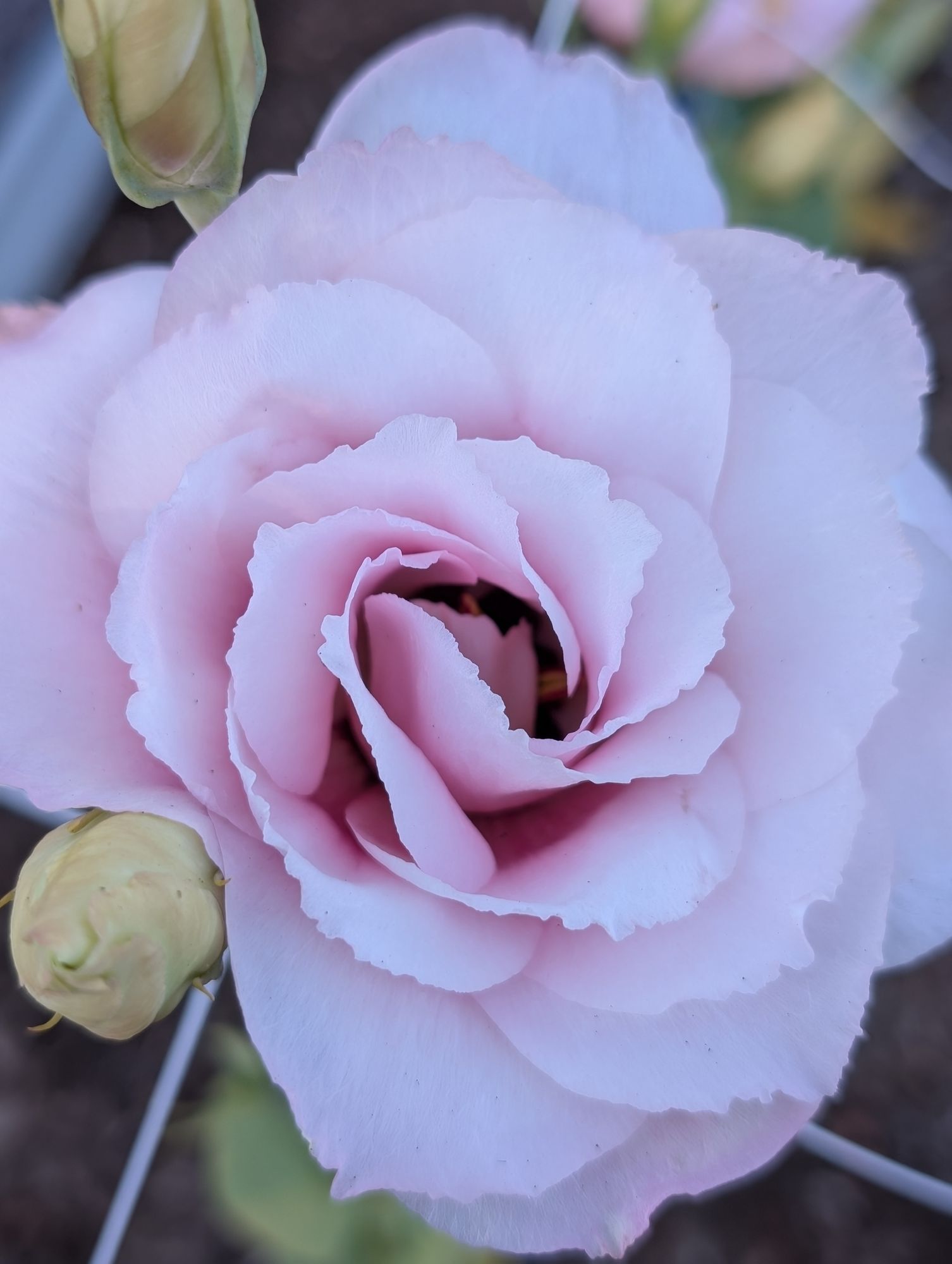 EUSTOMA grandiflorum ABC 3 Rose