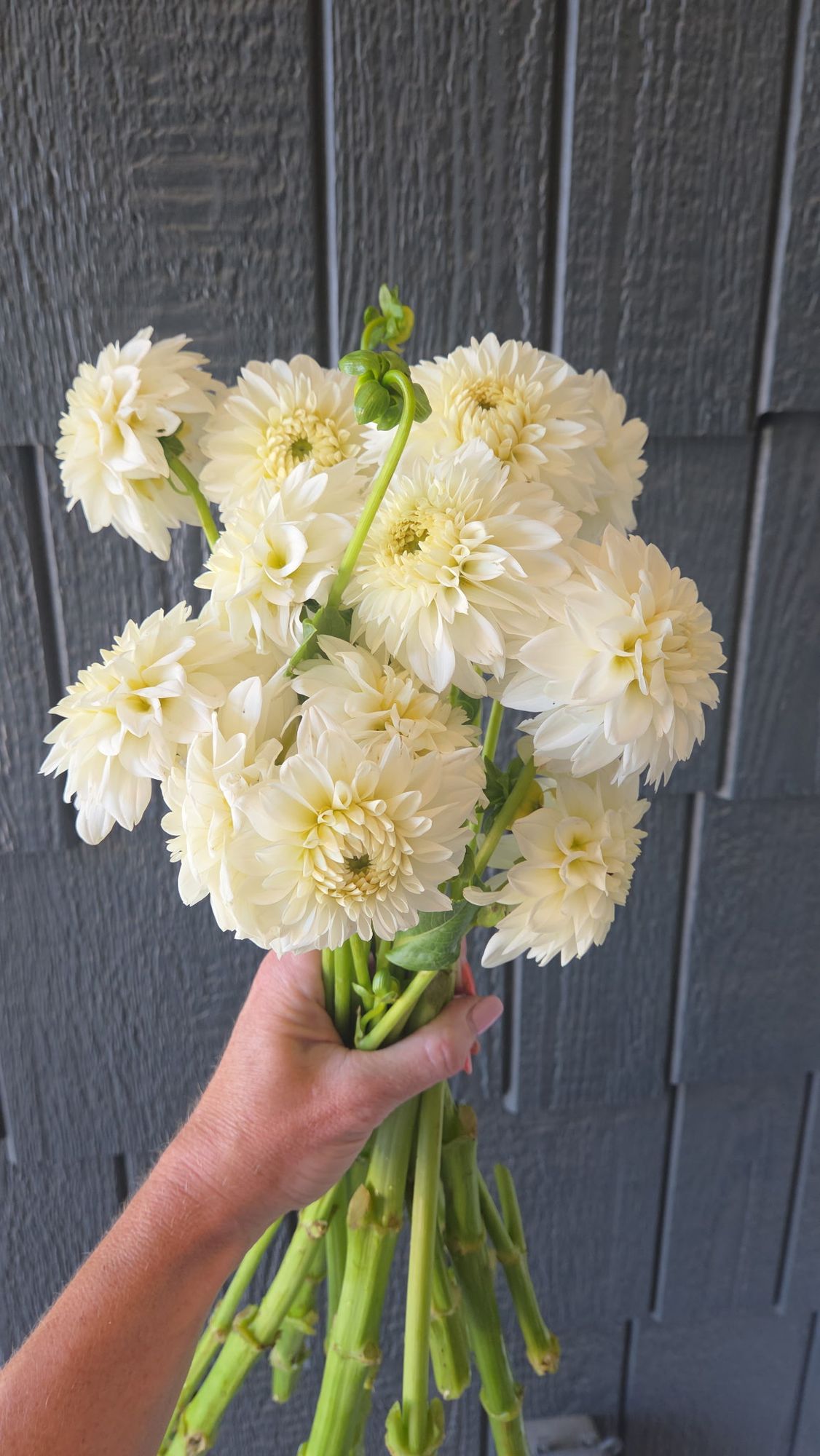 DAHLIA Blizzard