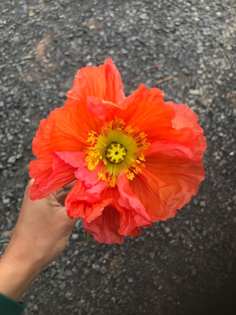 PAPAVER nudicaule Colibri