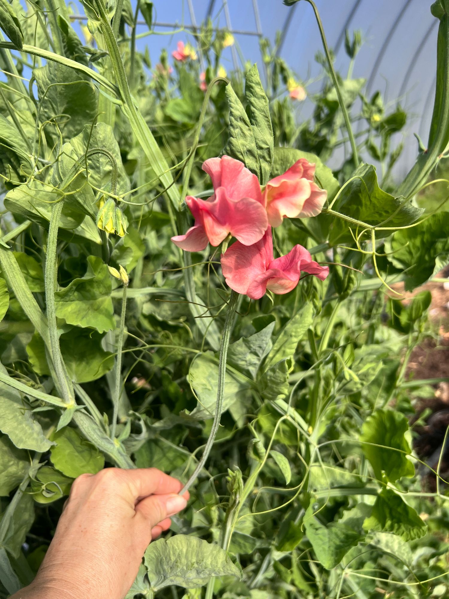 LATHYRUS odoratus Kings Ransom
