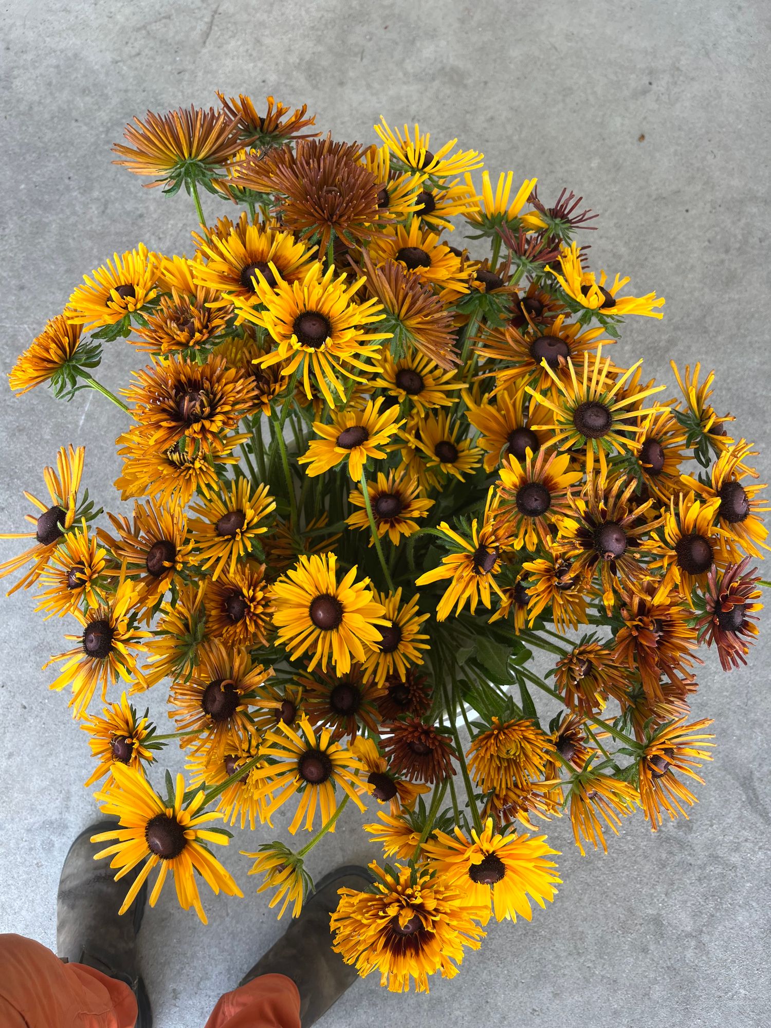 RUDBECKIA hirta Chim Chiminee