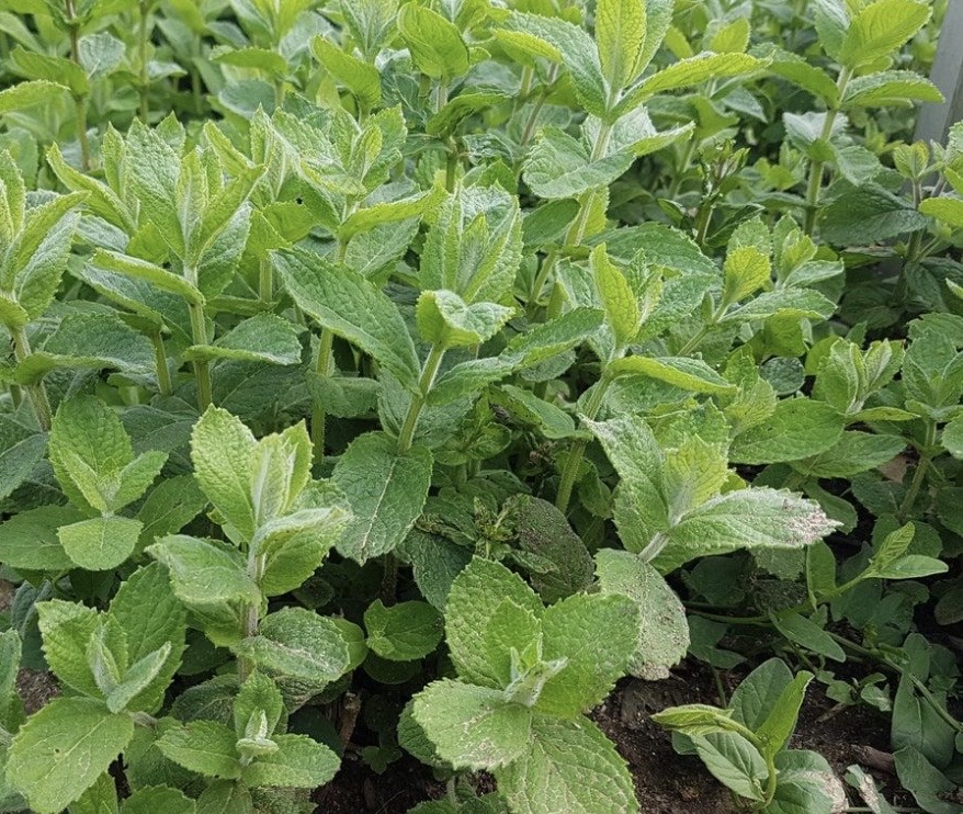 MENTHA suaveolens
