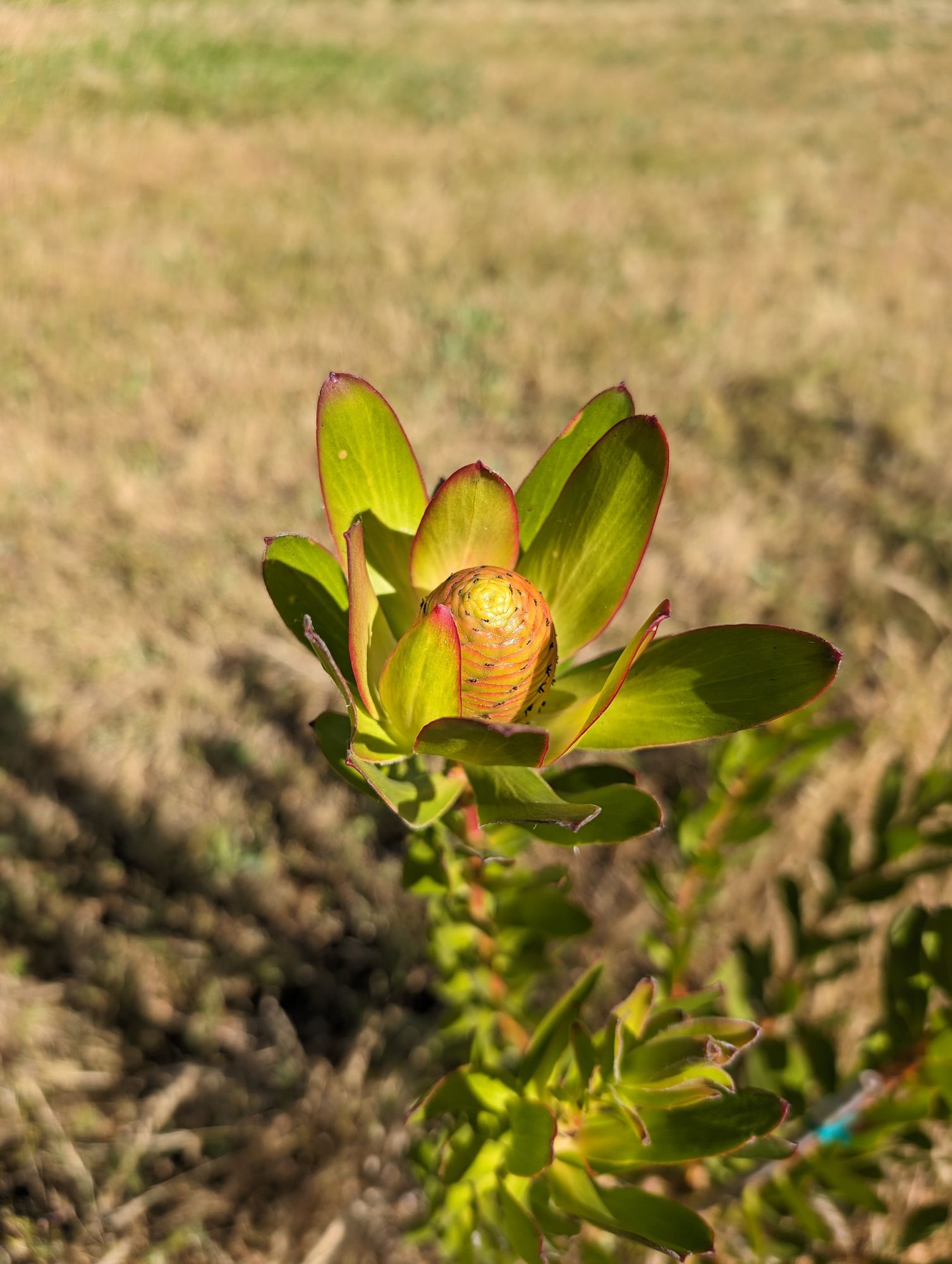 LEUCADENDRON salignum x laureolum Jester