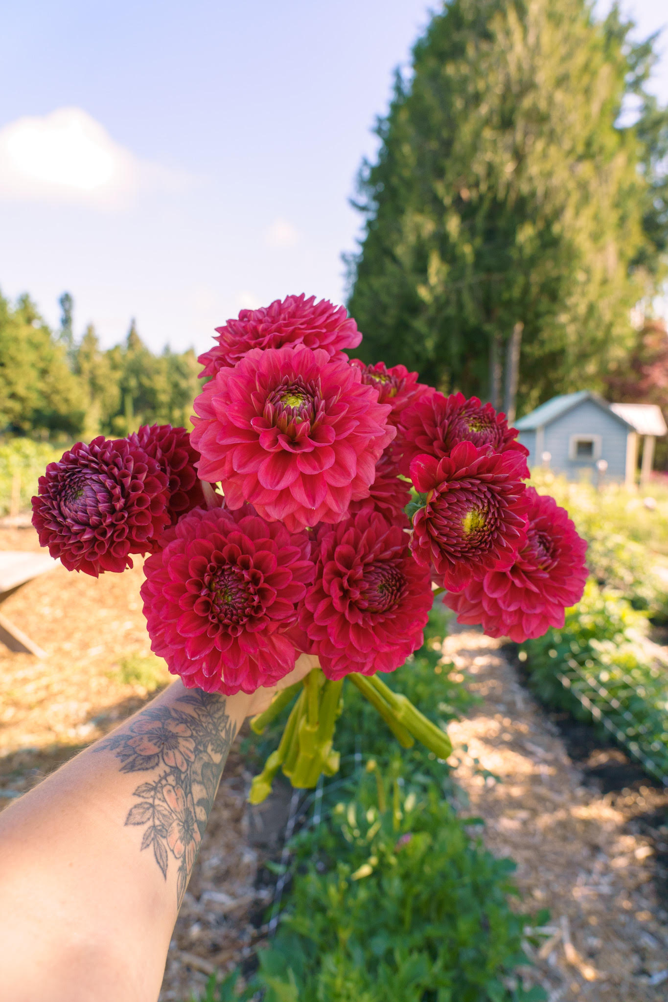 DAHLIA Ball