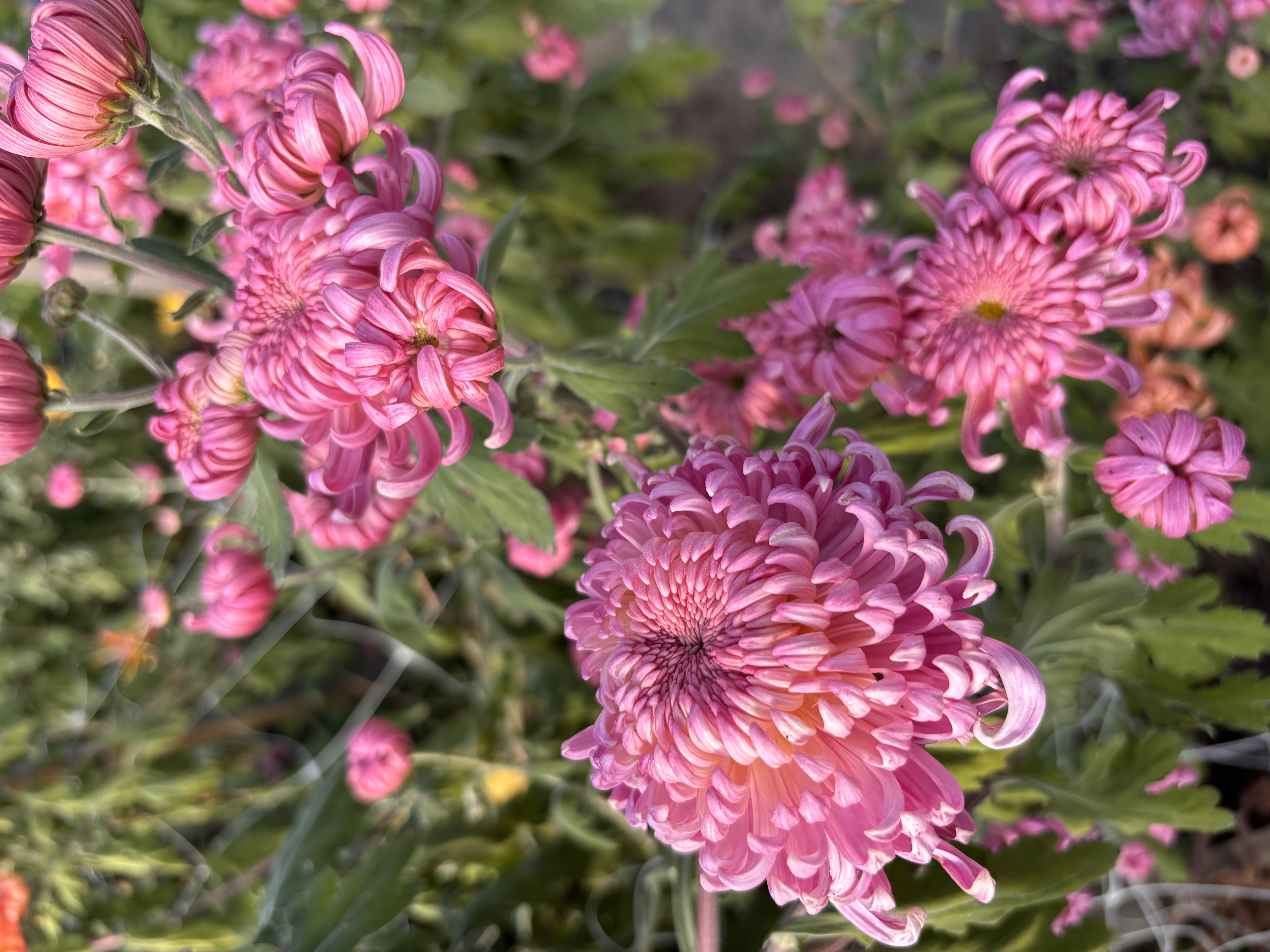 CHRYSANTHEMUM