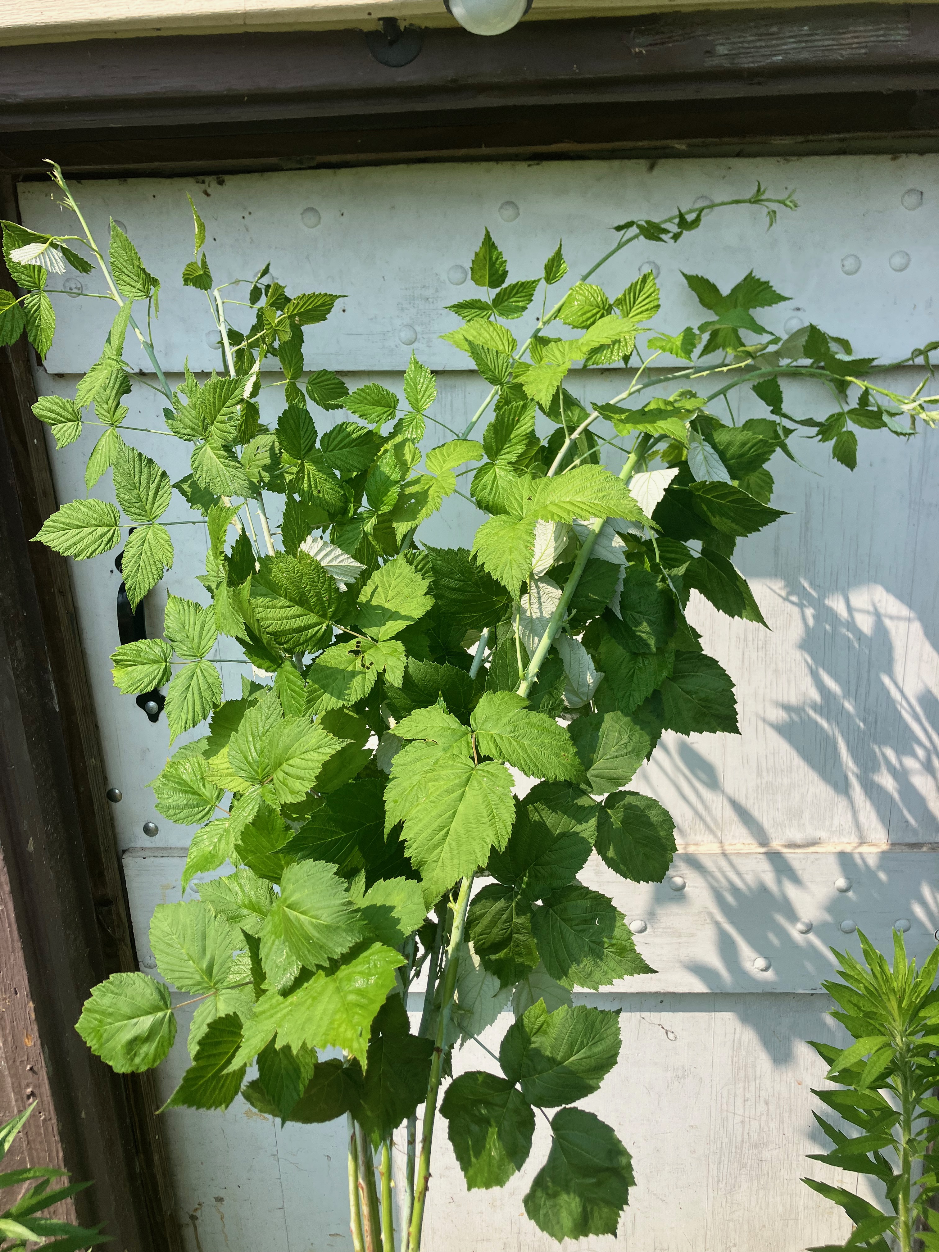 RUBUS occidentalis