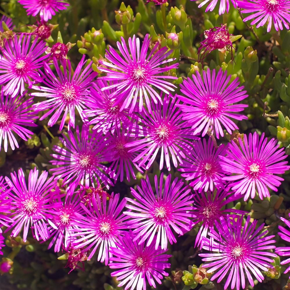 Ice Plant- Edible Flowers (Herb Clamshell)