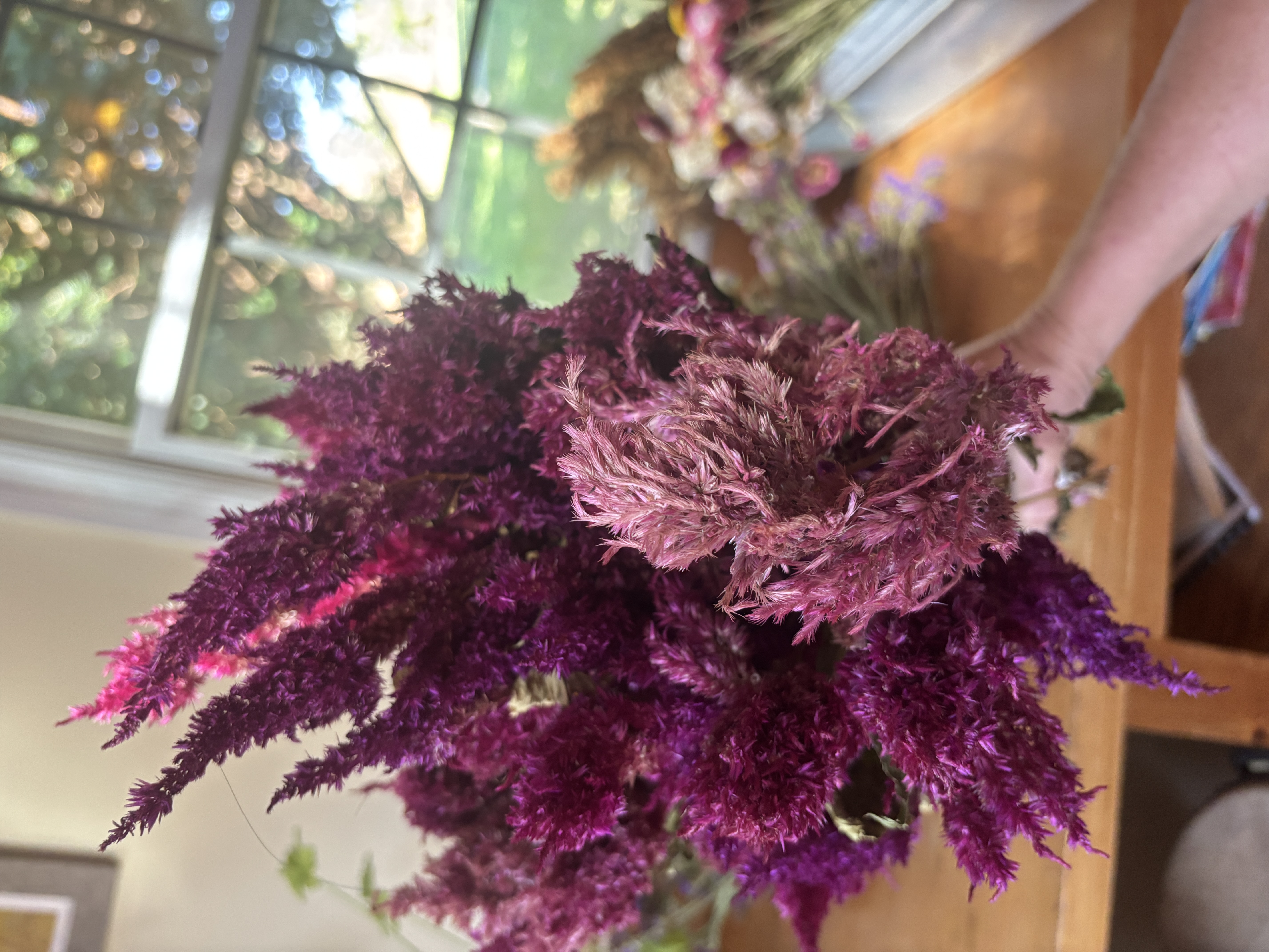 CELOSIA argentea