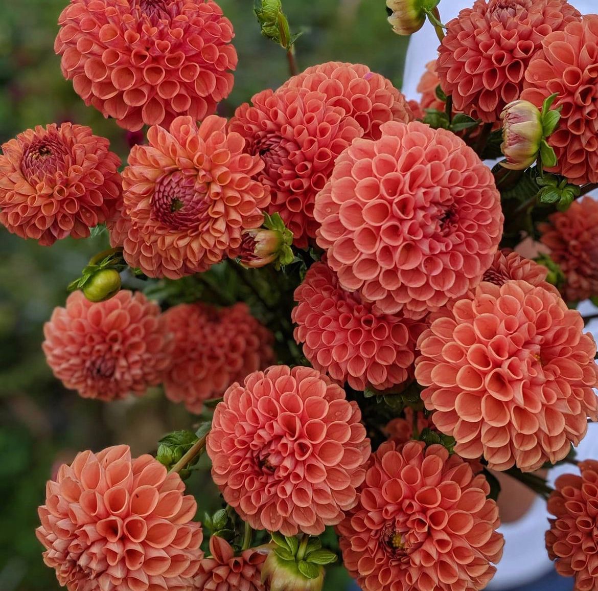 DAHLIA Cornel Bronze