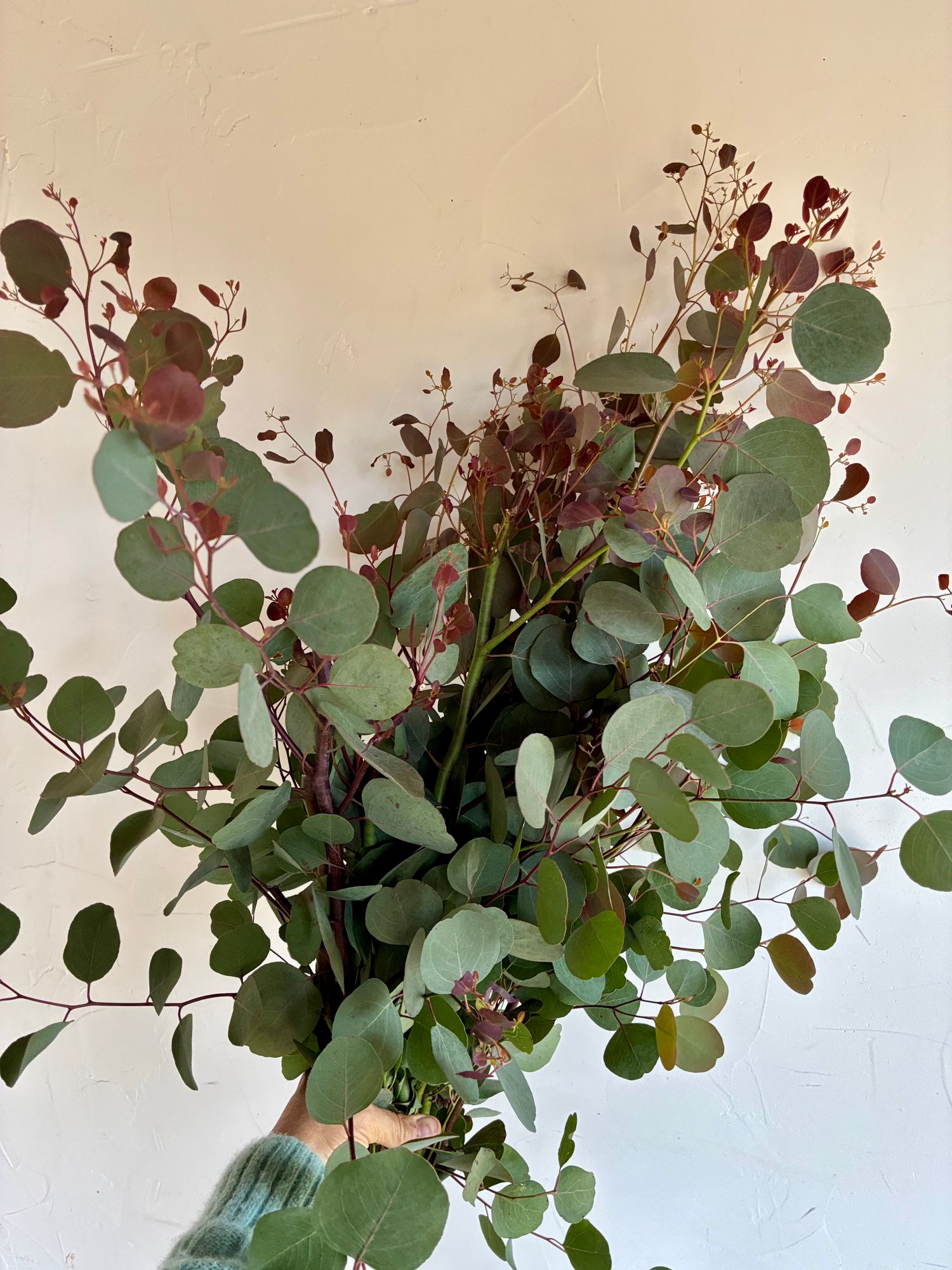 EUCALYPTUS polyanthemos